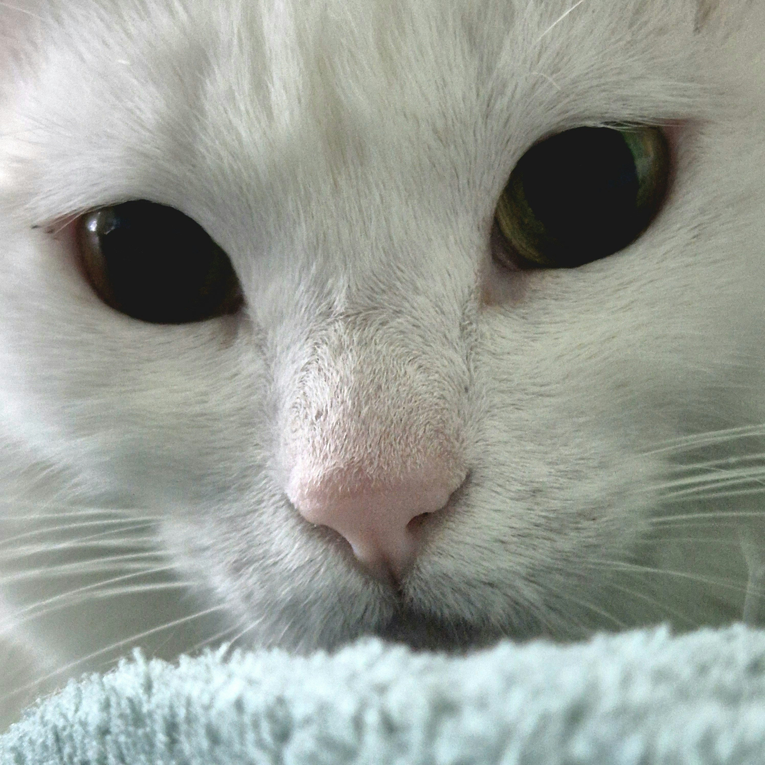 A close up of a white cat with green eyes photo – Free Gato Image on ...