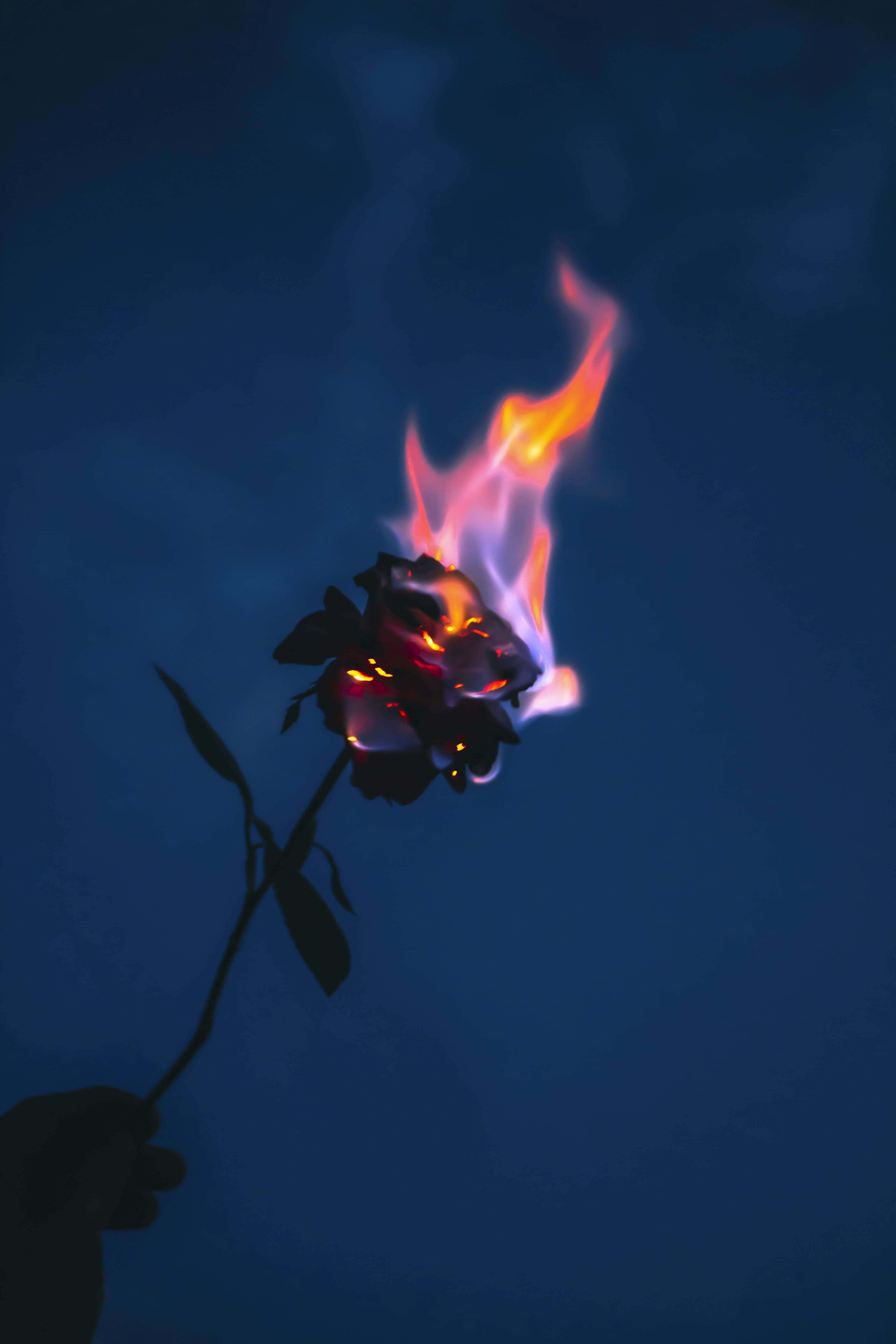 A person holding a burning rose in their hand