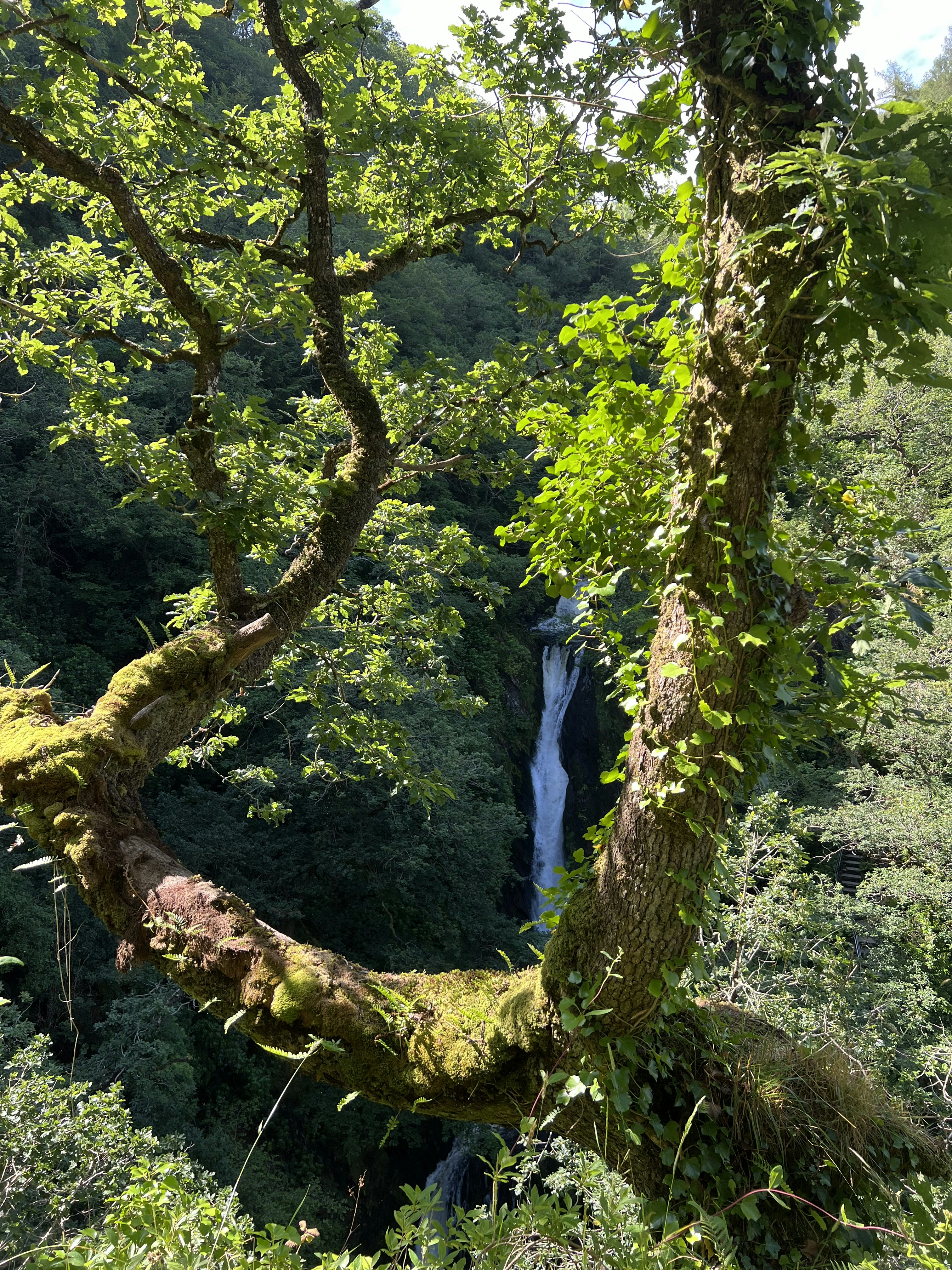 A tree with a waterfall in the background photo – Free Forest Image on ...