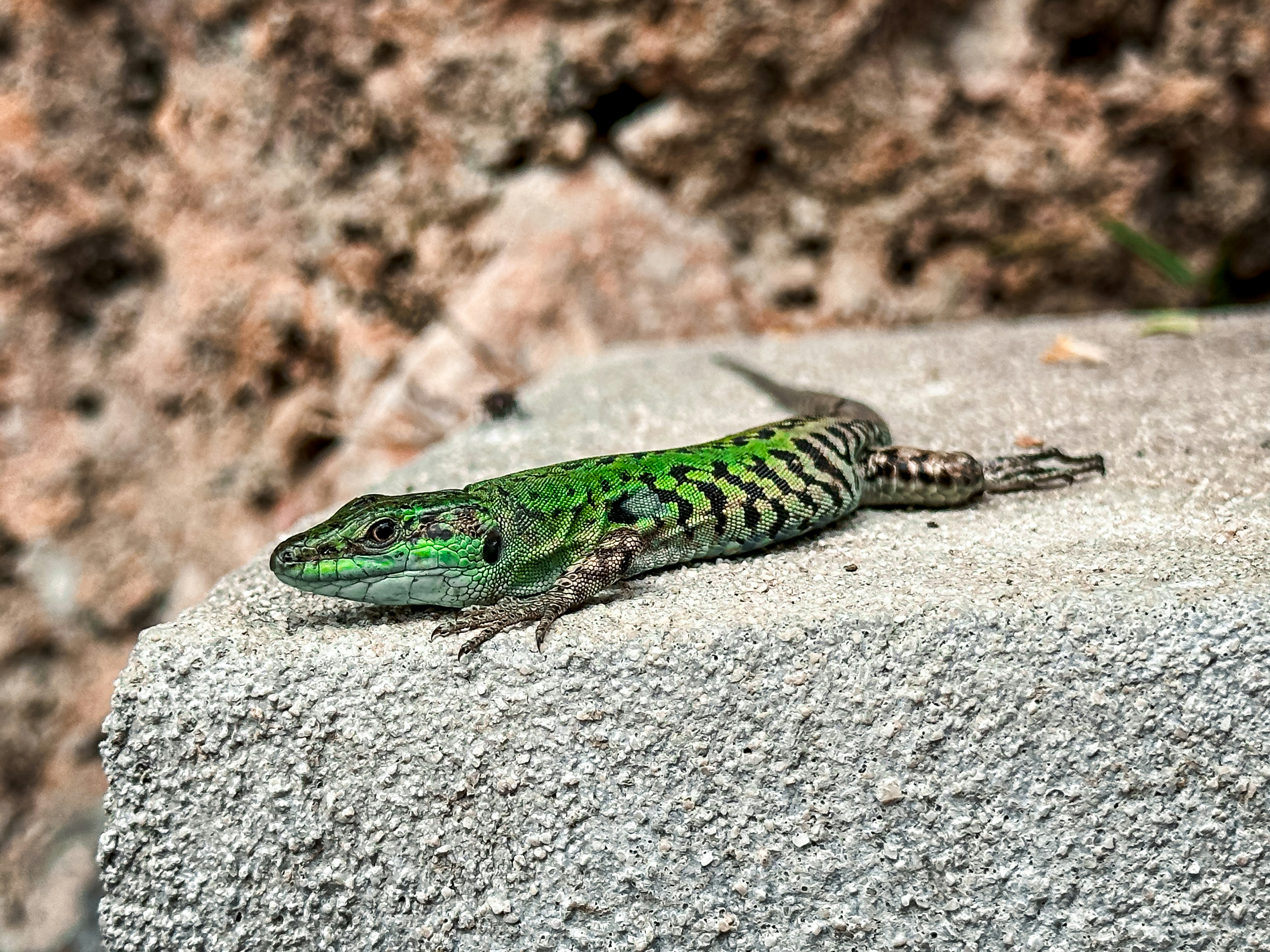 A green lizard sitting on top of a rock