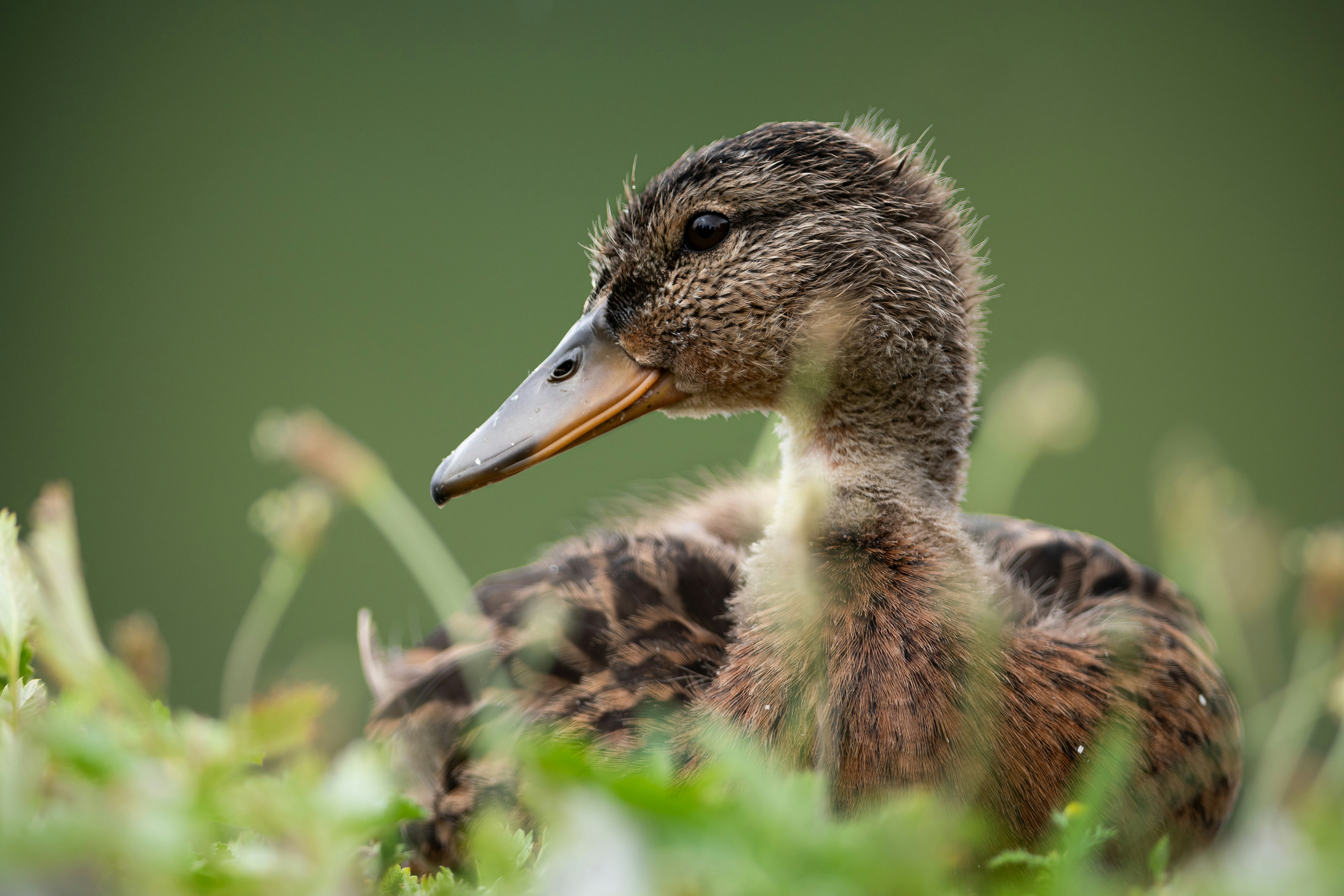 Photo by albertstoynov