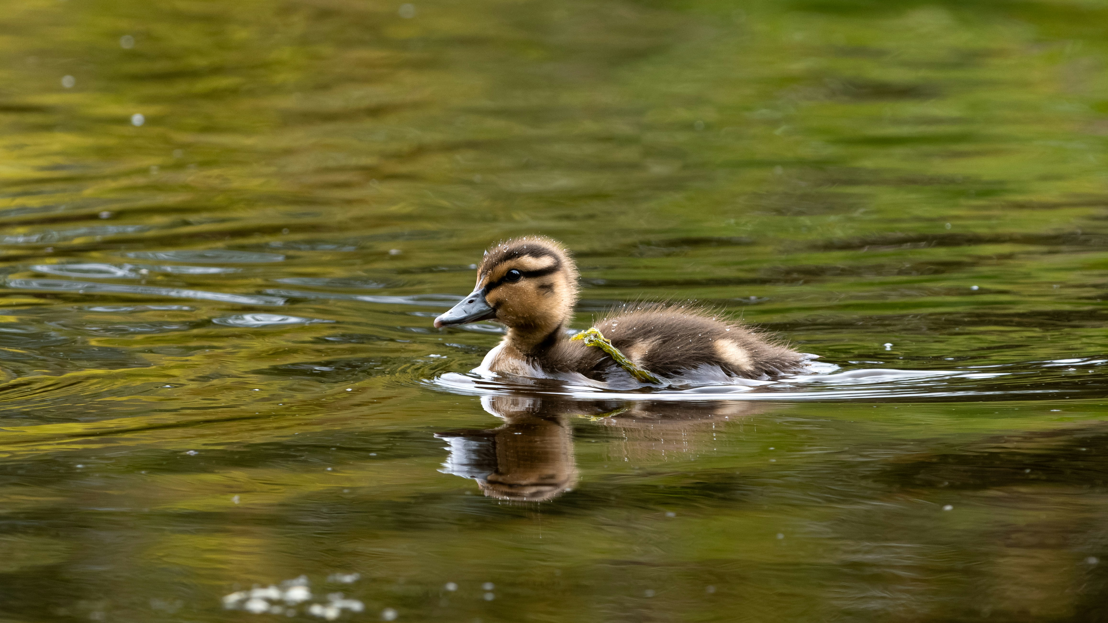 Photo by albertstoynov