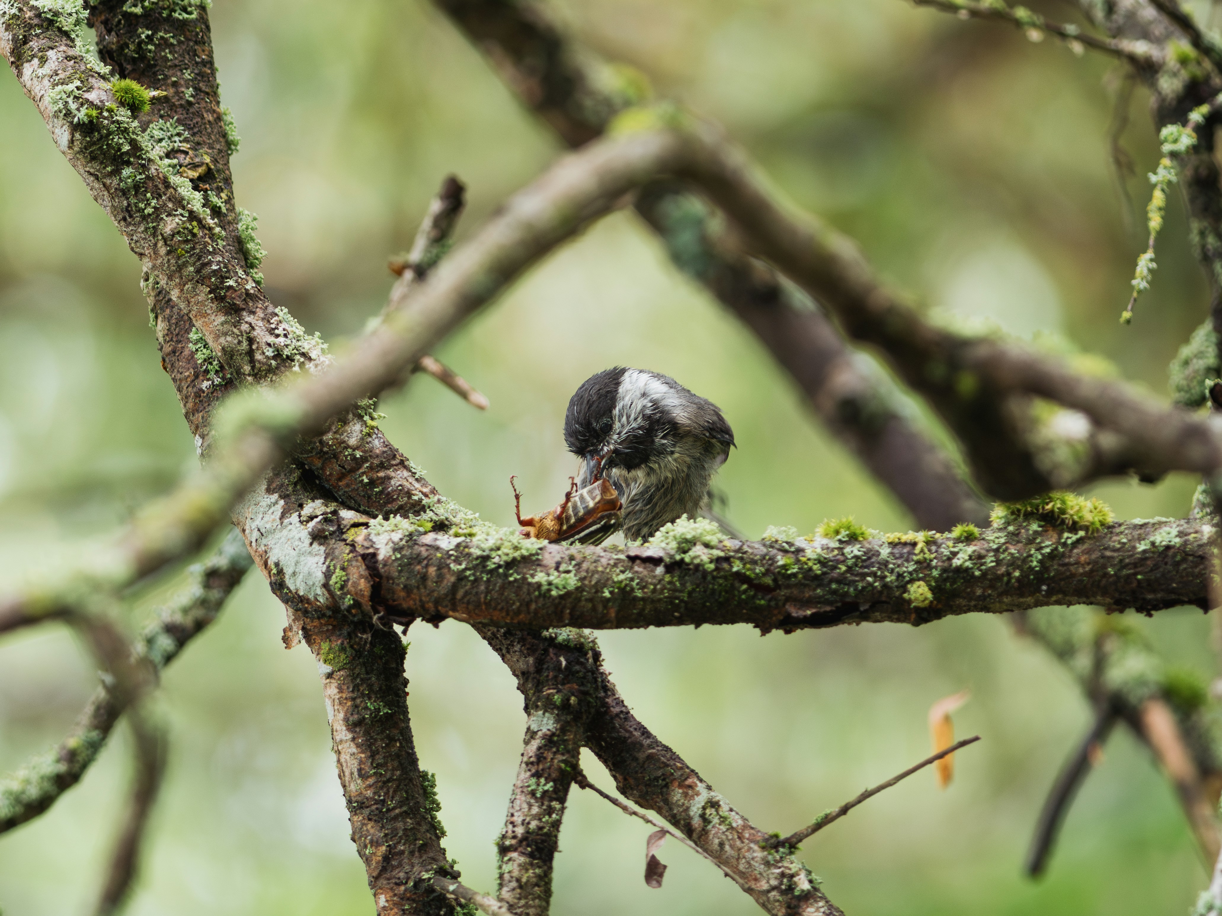 Photo by albertstoynov