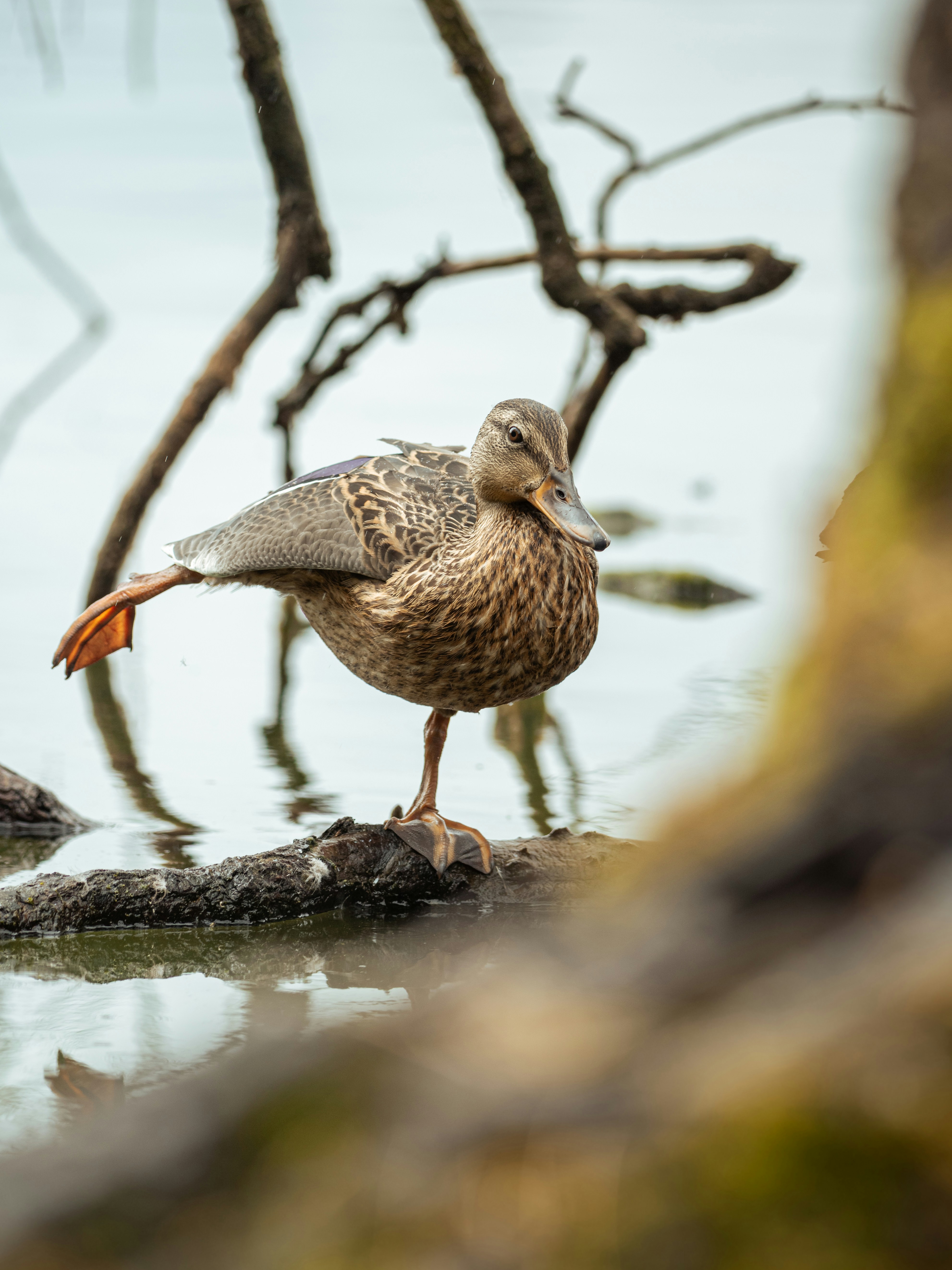 Photo by albertstoynov