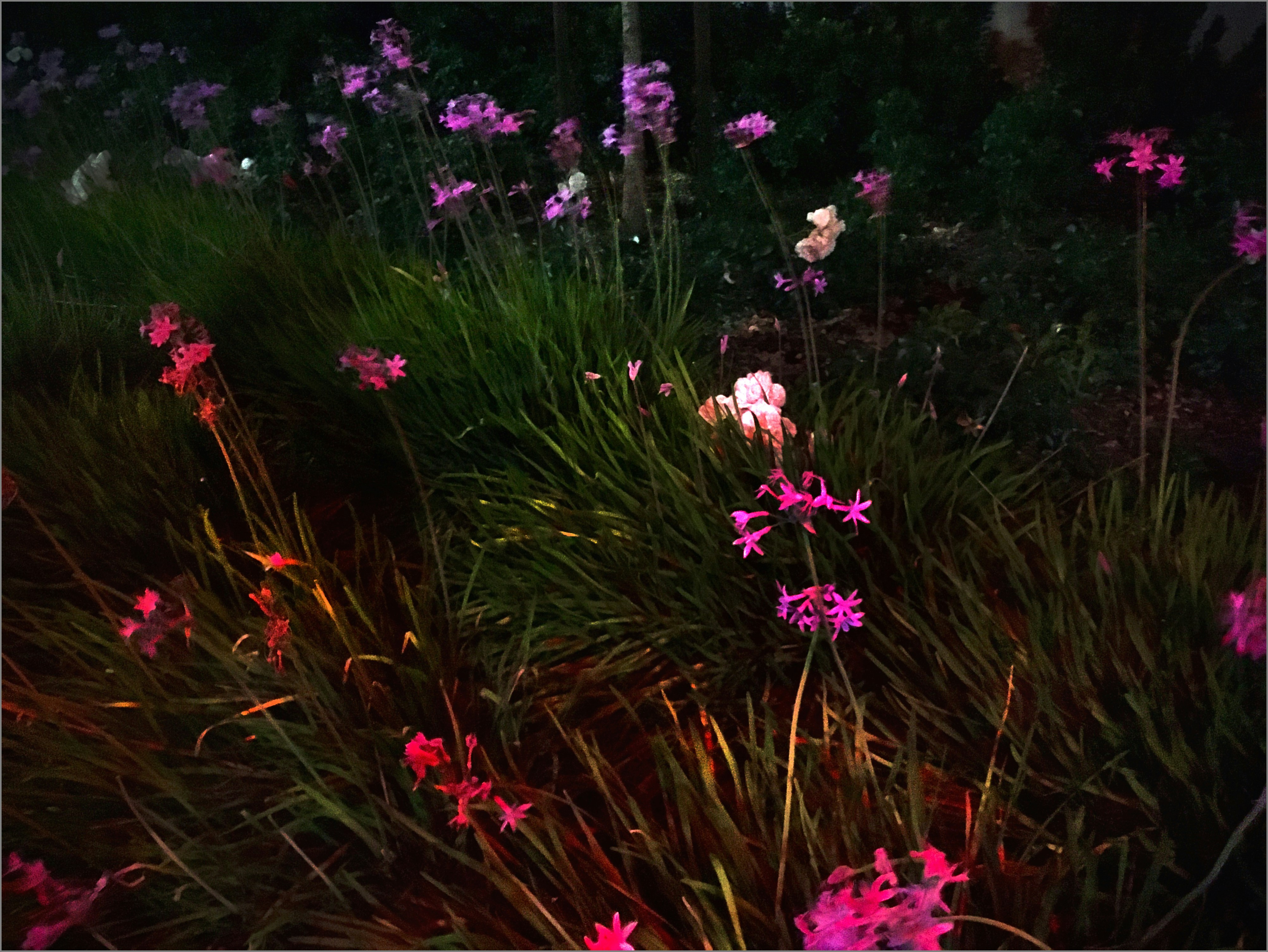 Garden lights glowing near plants at night