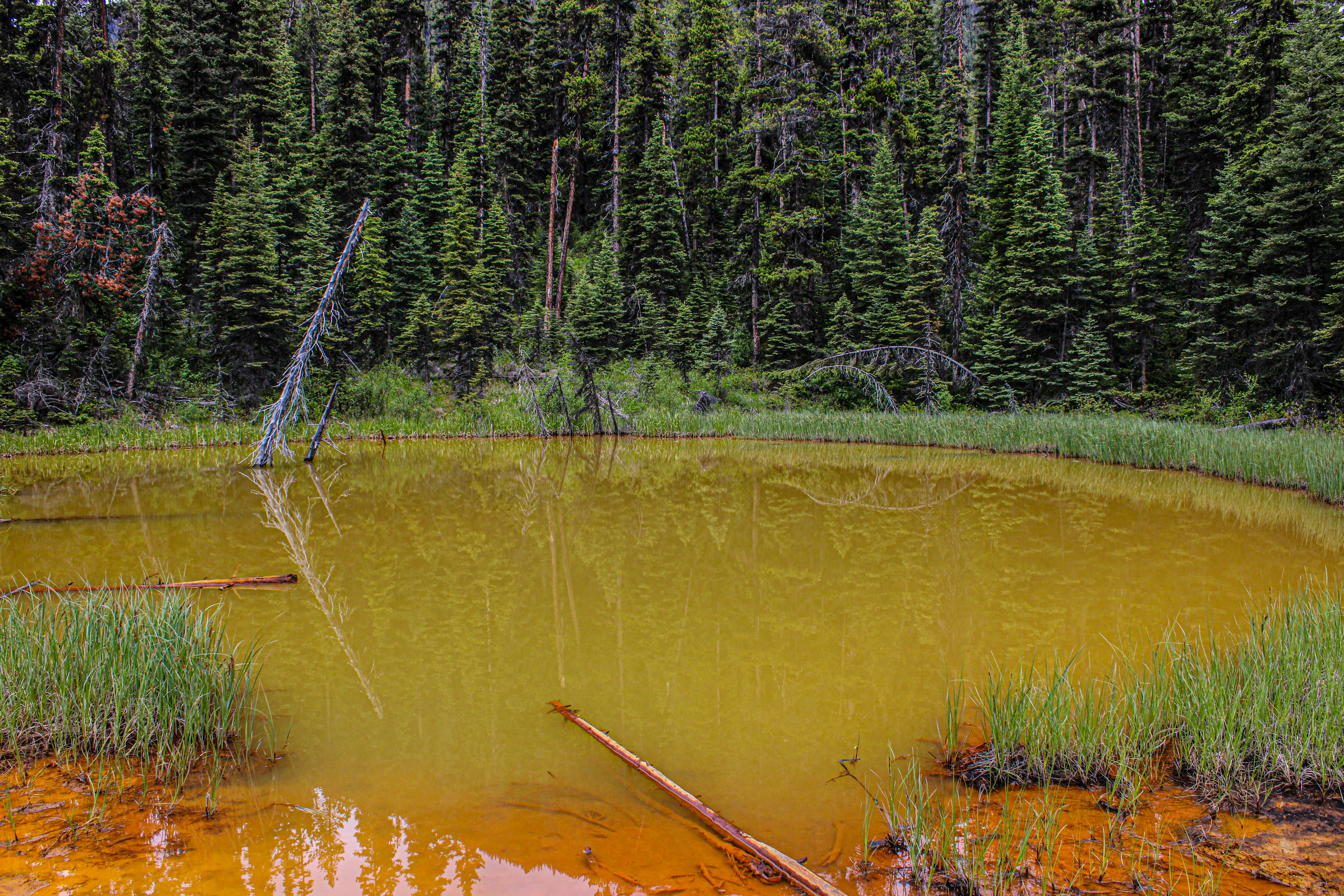 A small pond in the middle of a forest