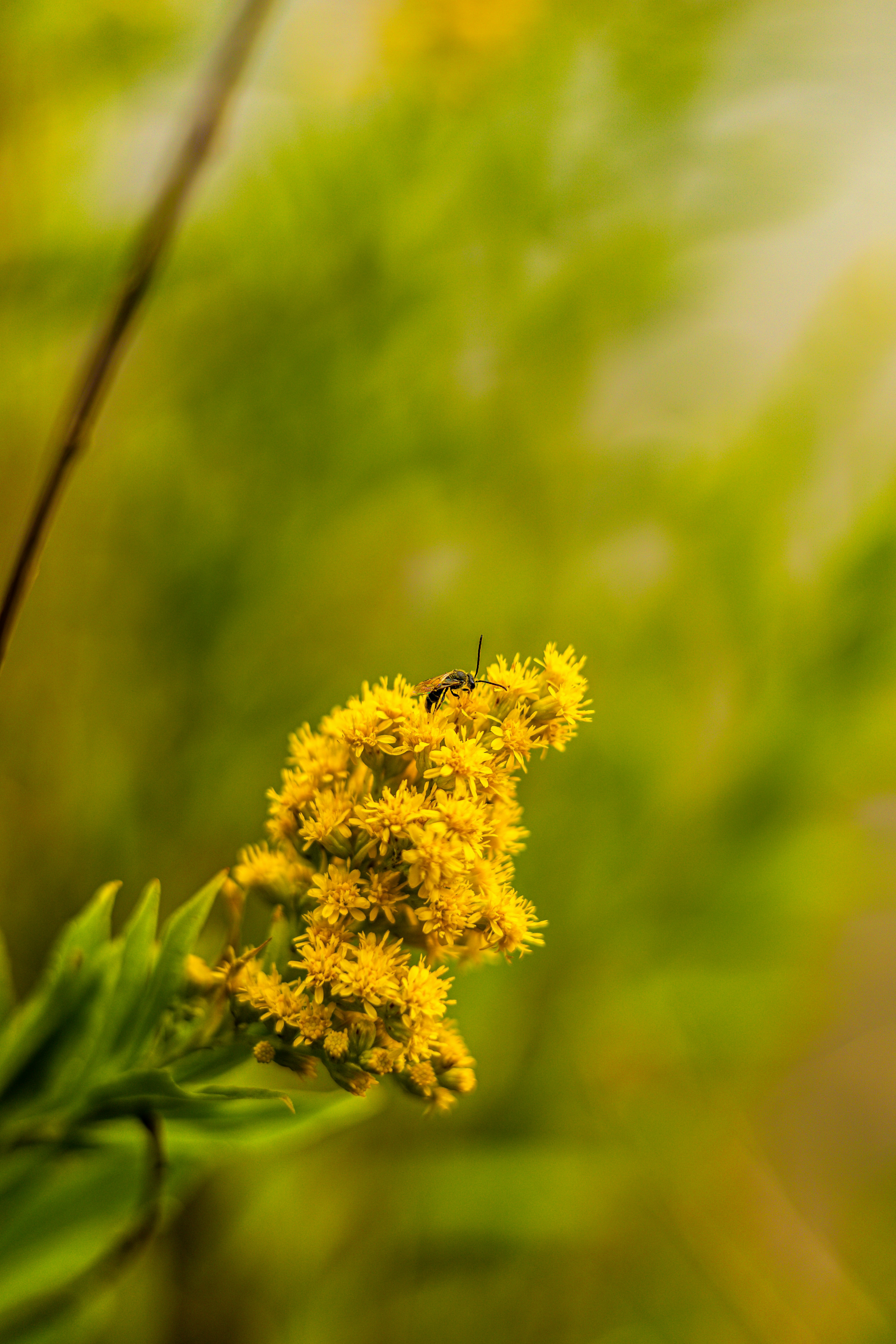 Photo by harrydhindsa