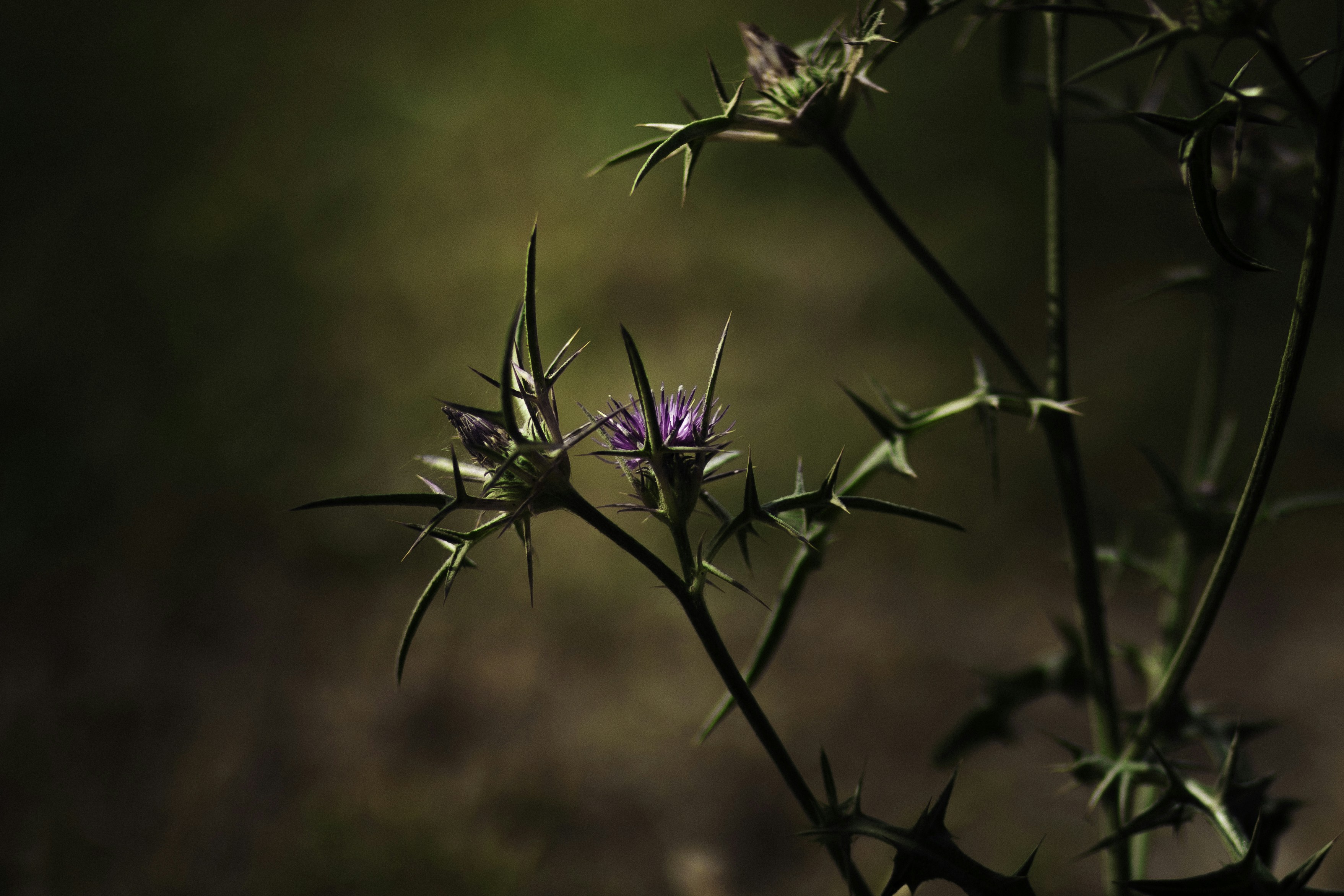 Photo by behindthetmuna