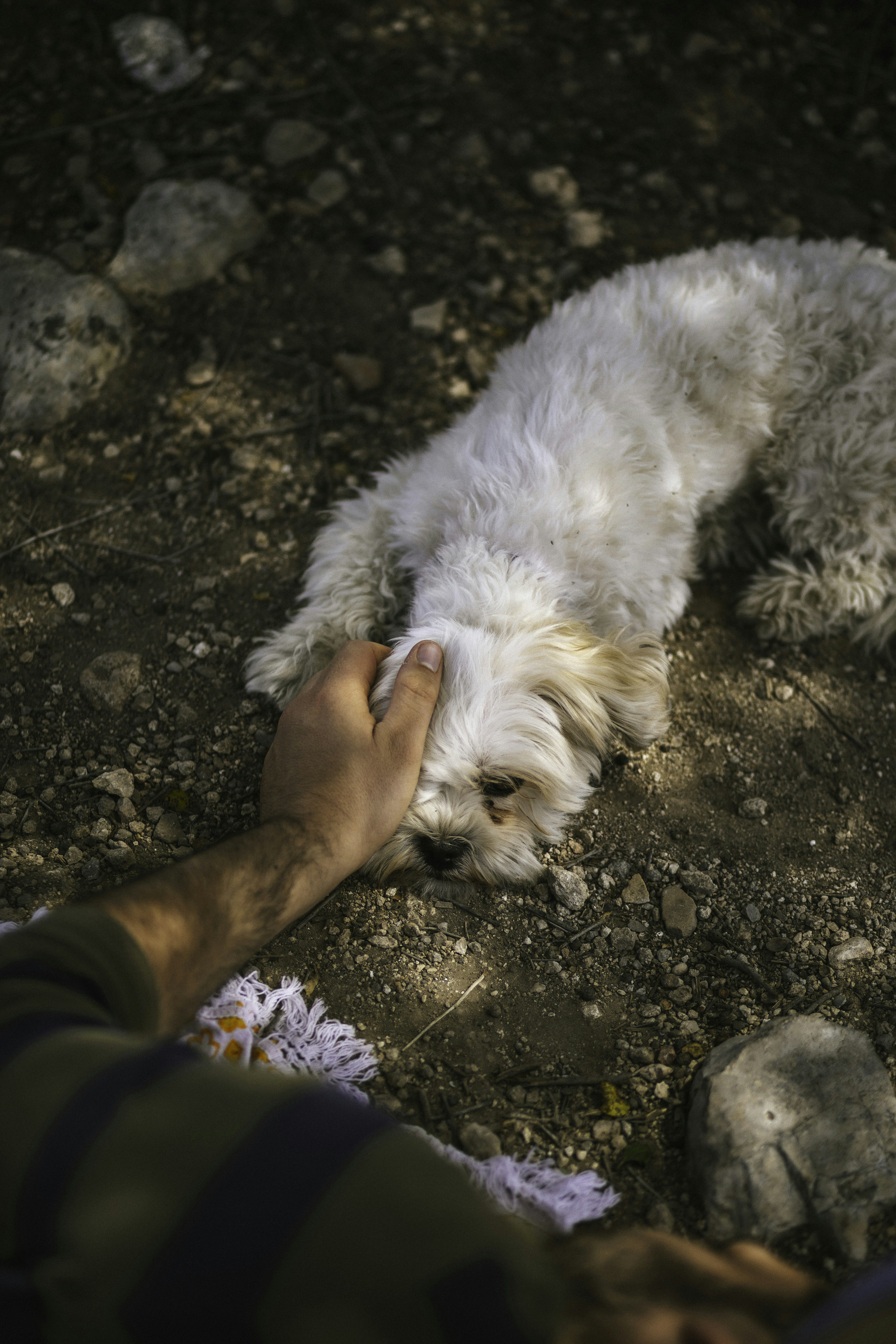 A small white dog laying on top of a dirt field