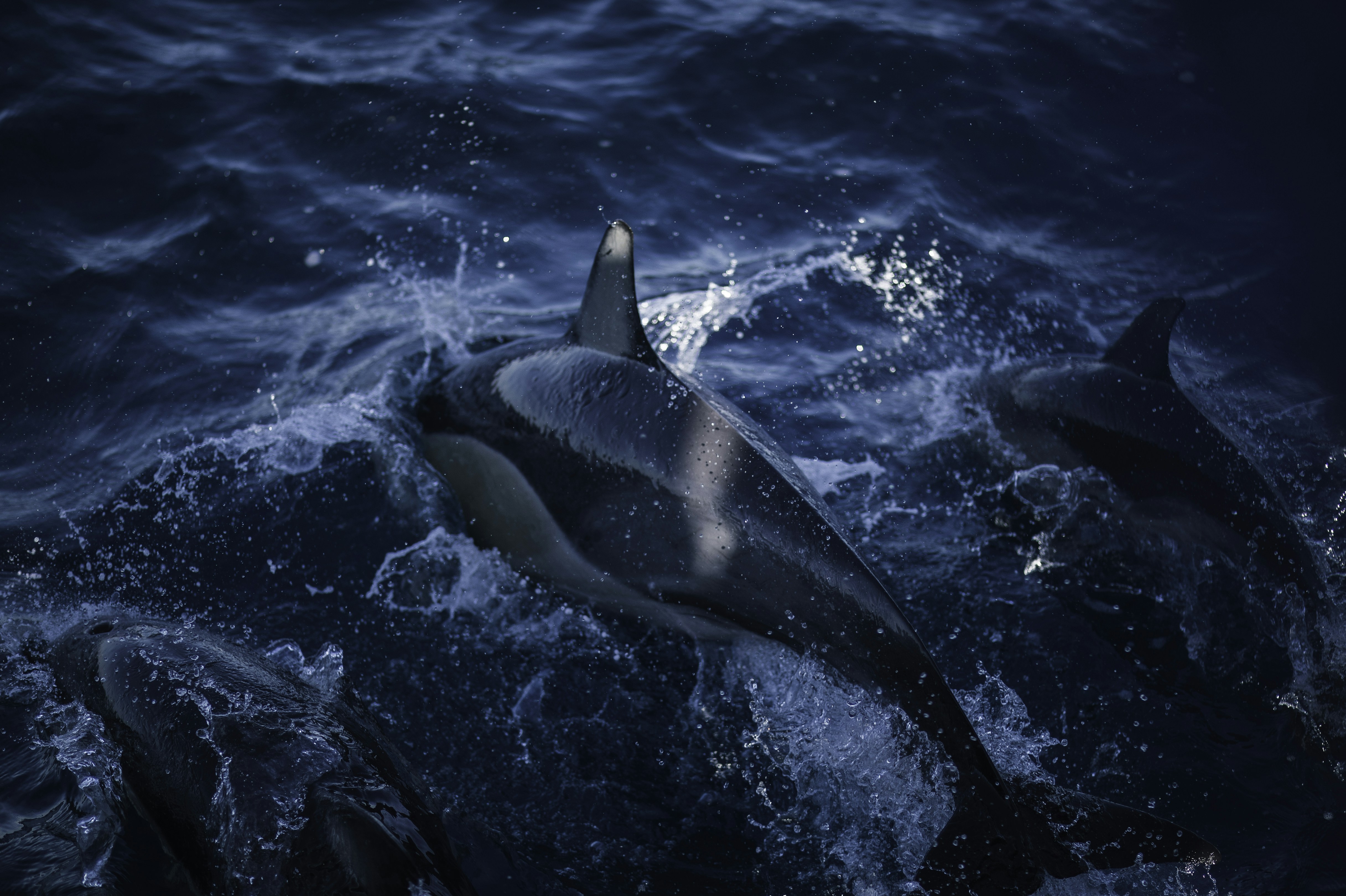 Photo by behindthetmuna