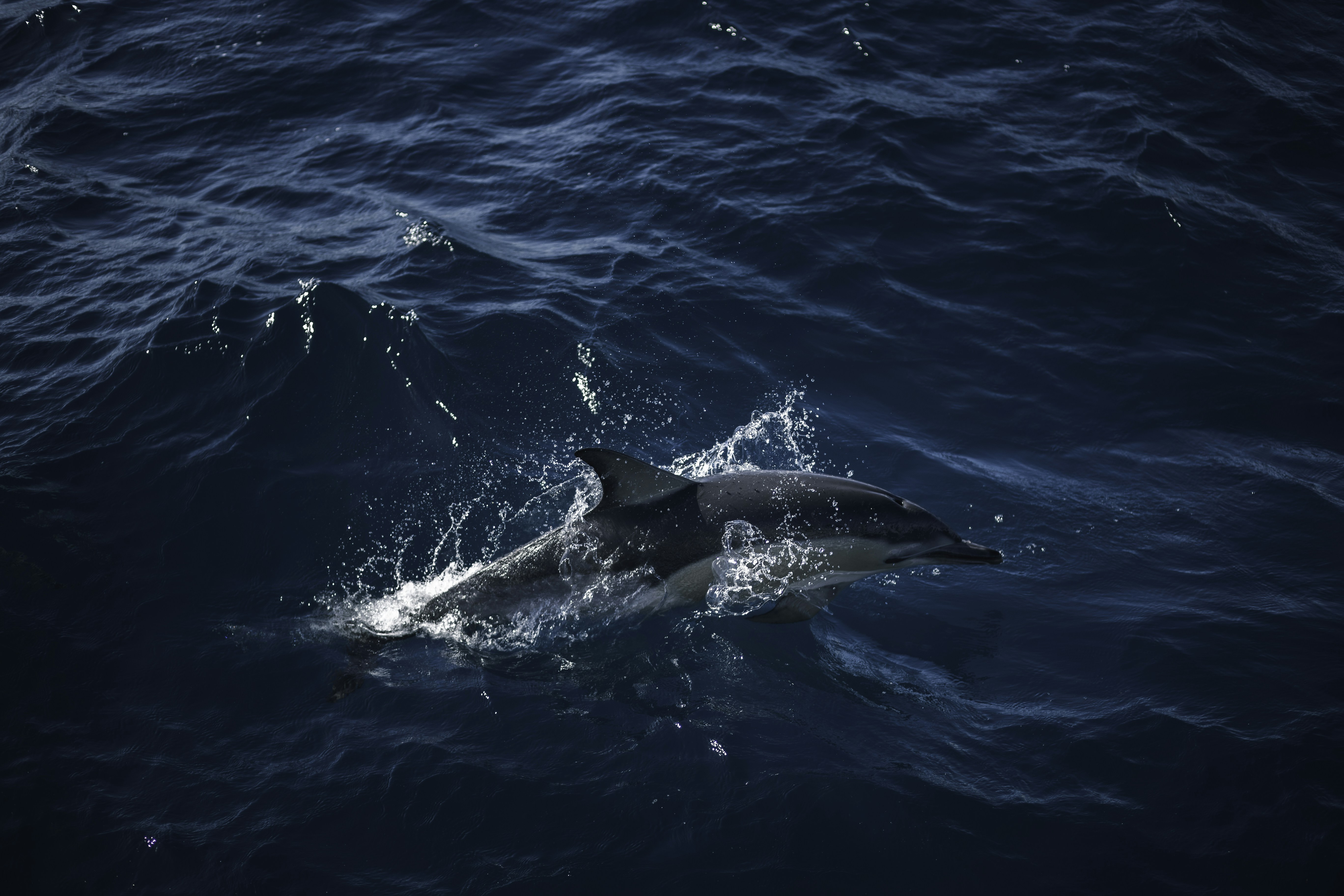 Photo by behindthetmuna