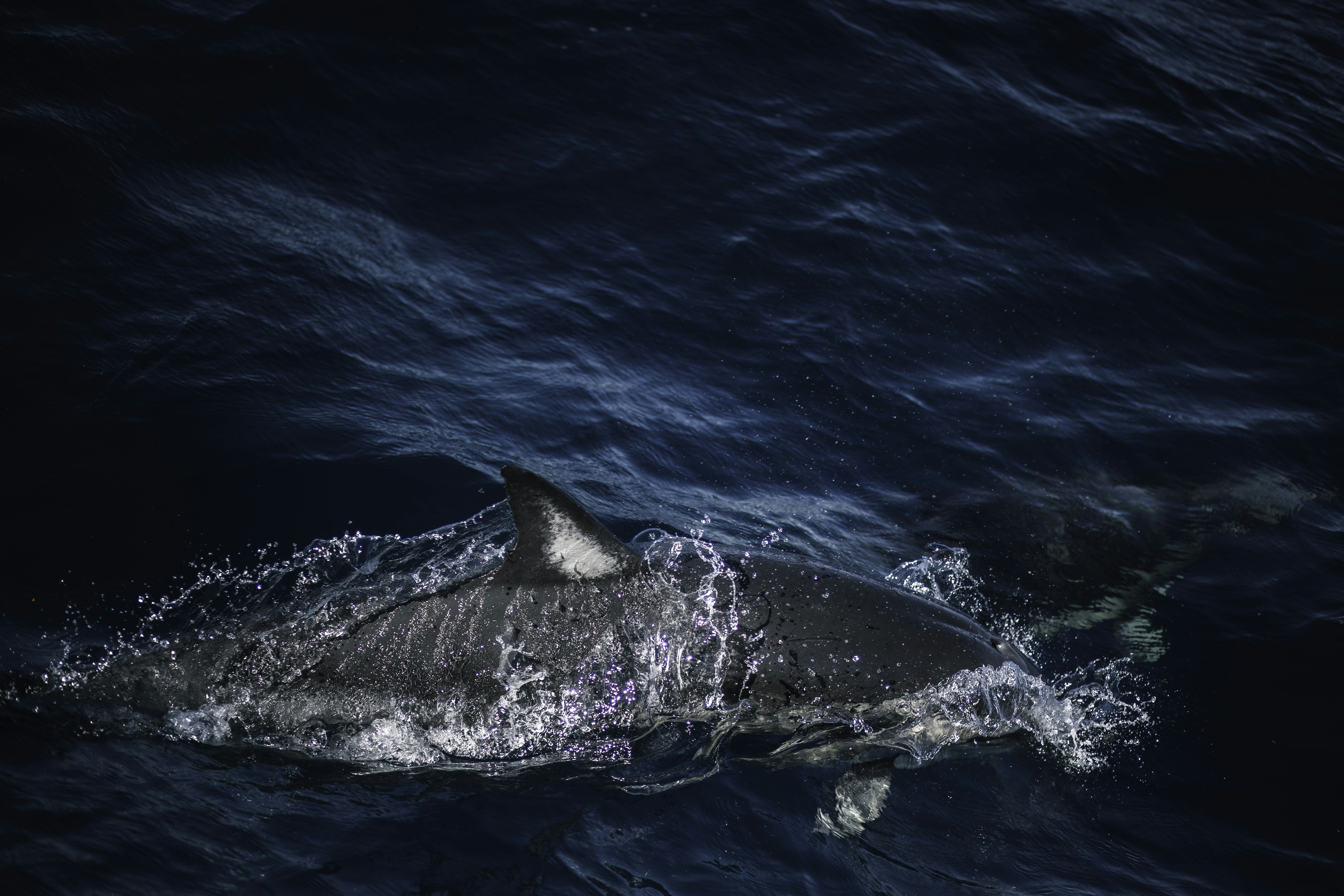 Photo by behindthetmuna