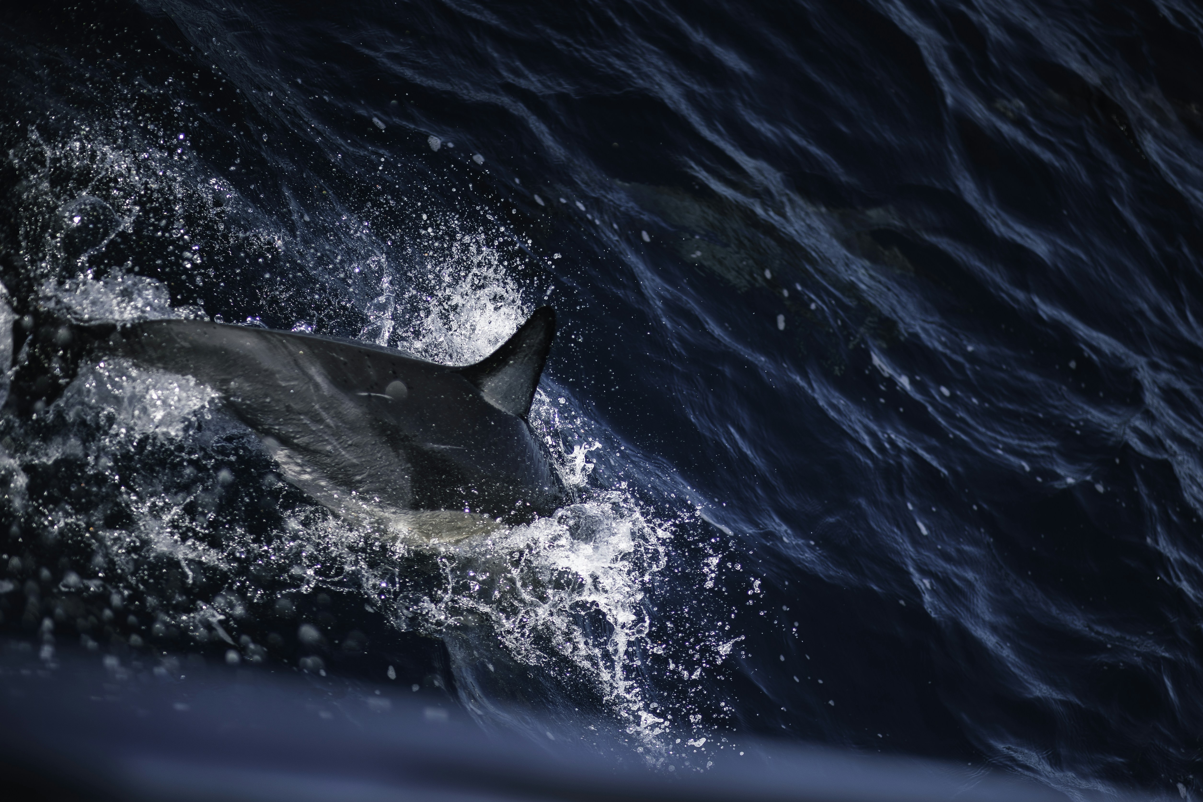 Photo by behindthetmuna