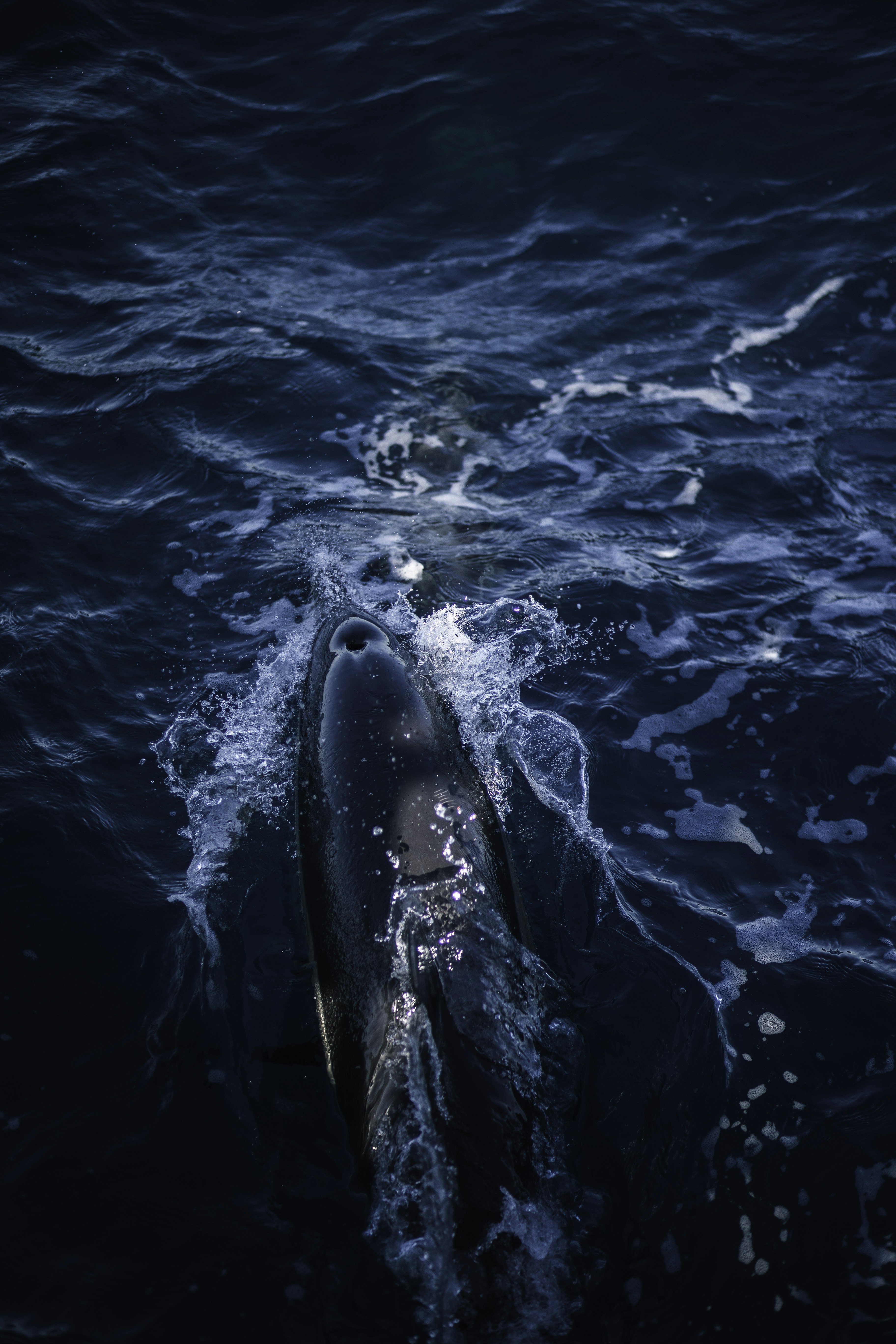 Photo by behindthetmuna