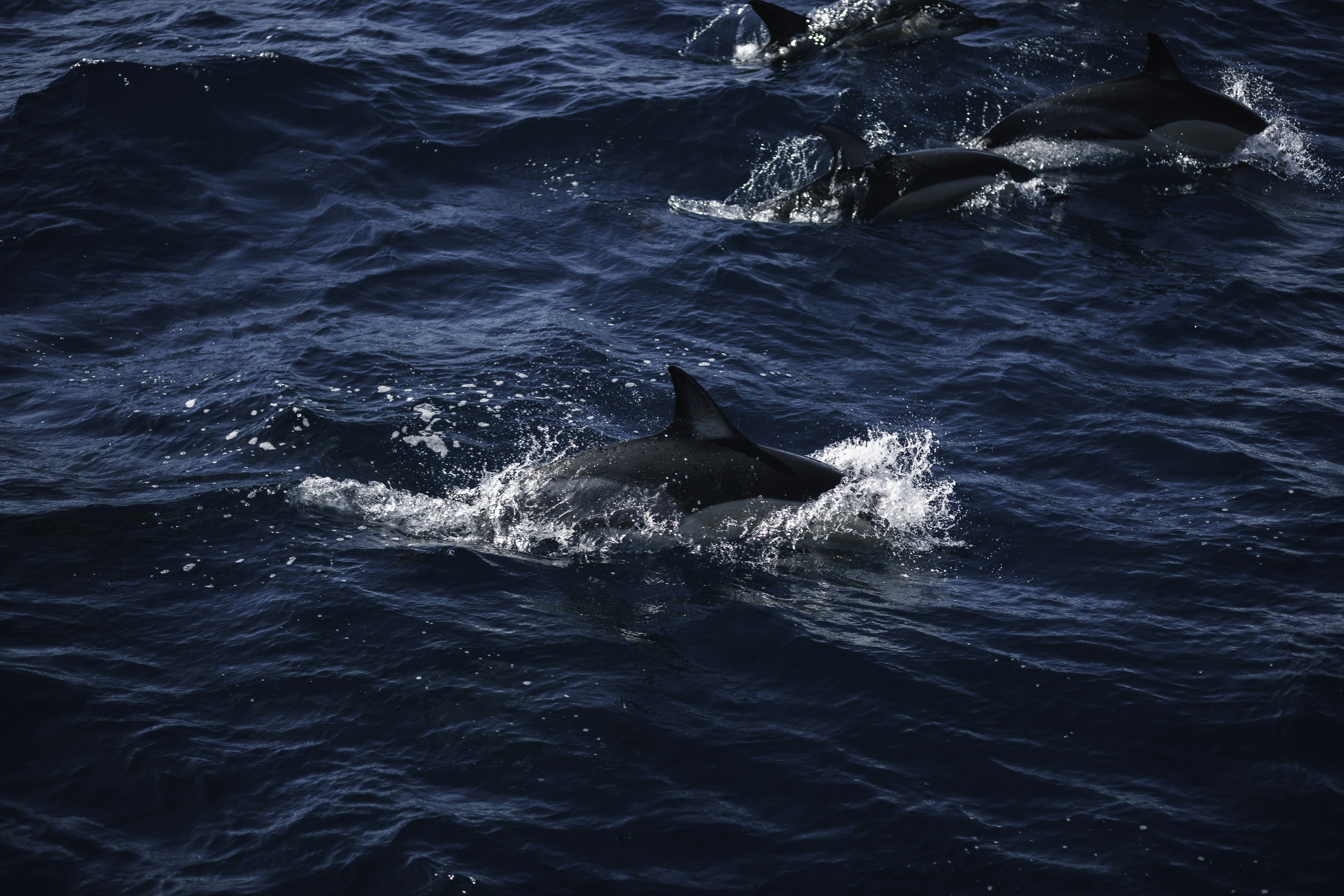 Photo by behindthetmuna