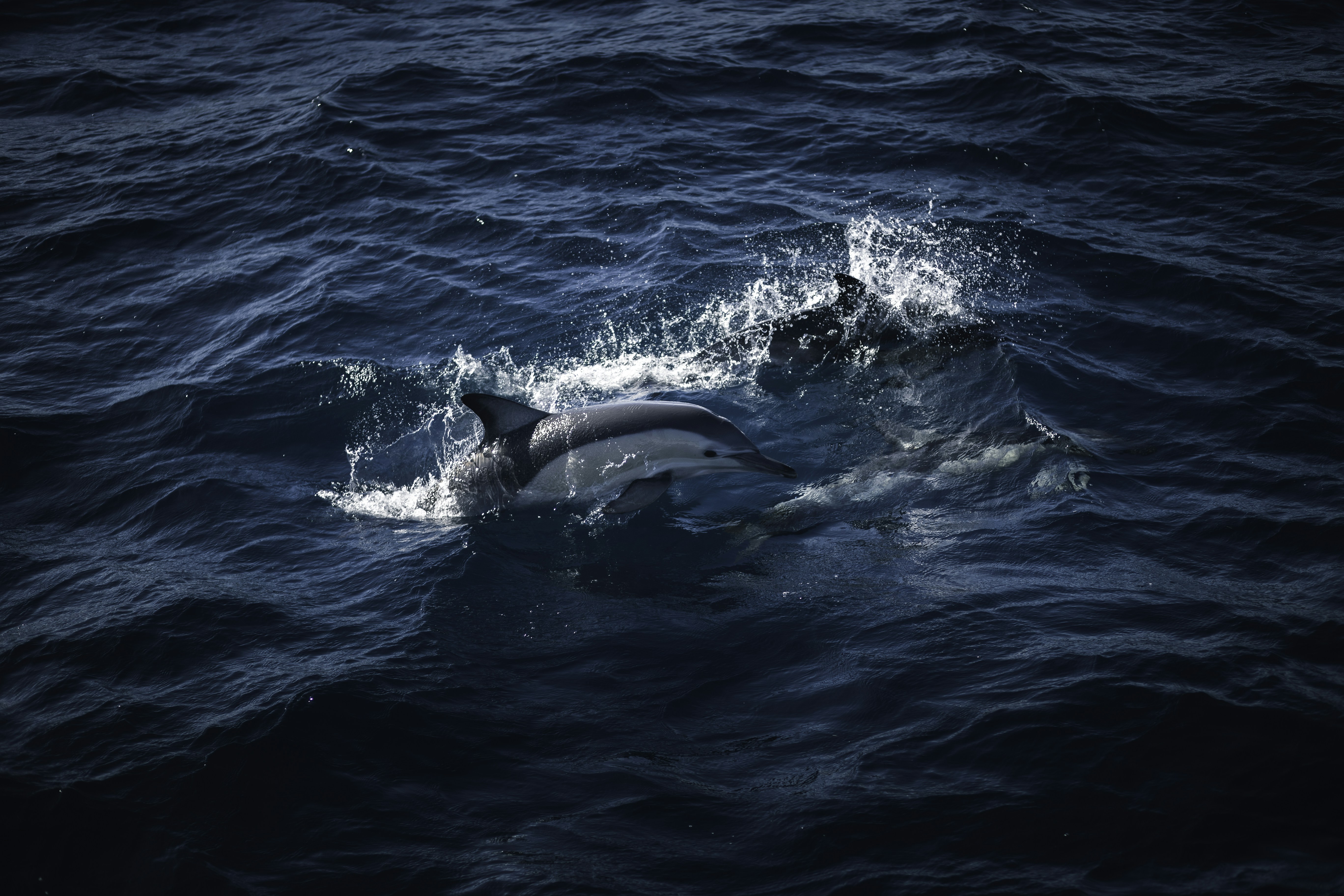 Photo by behindthetmuna