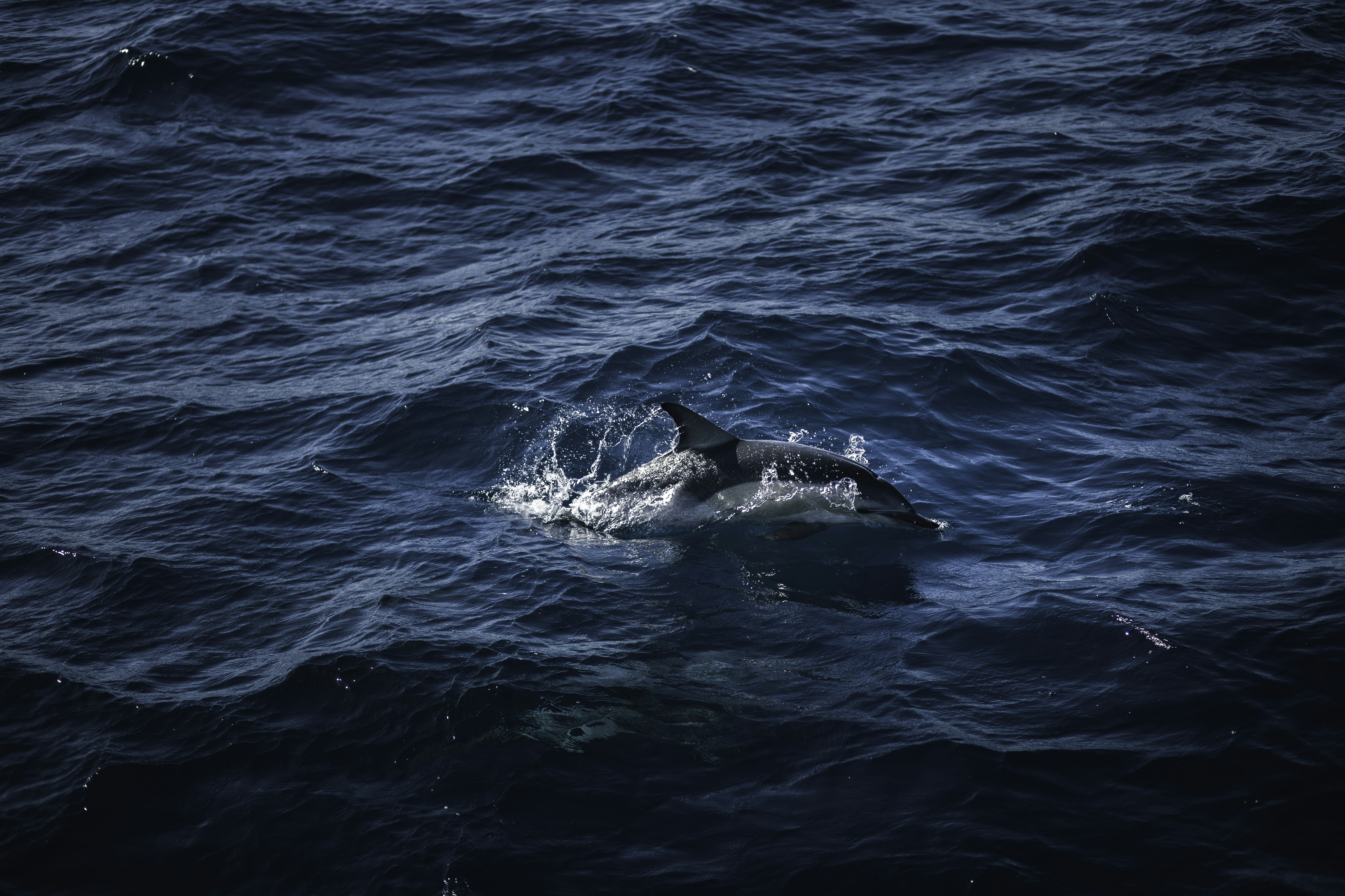 Photo by behindthetmuna