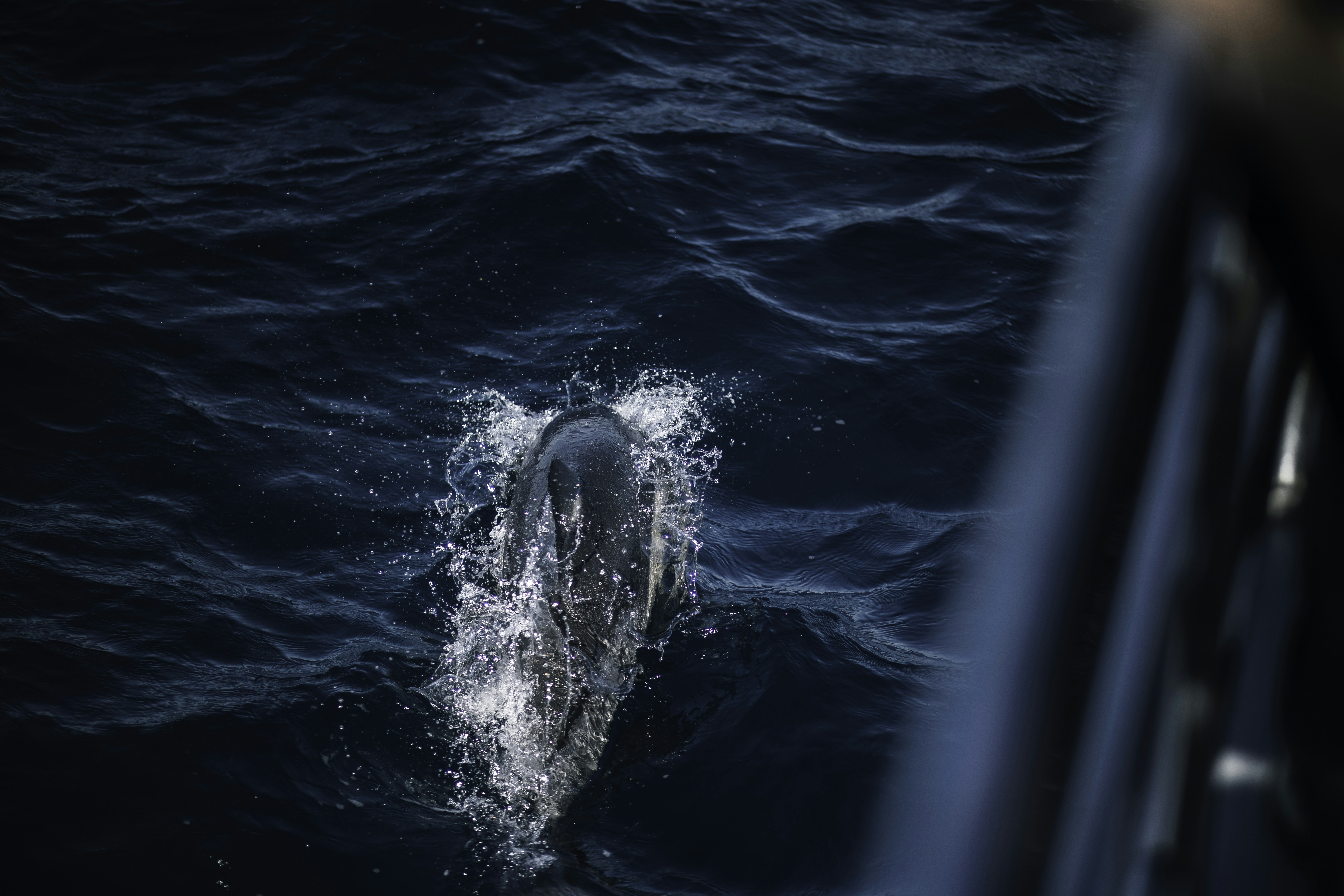 Photo by behindthetmuna