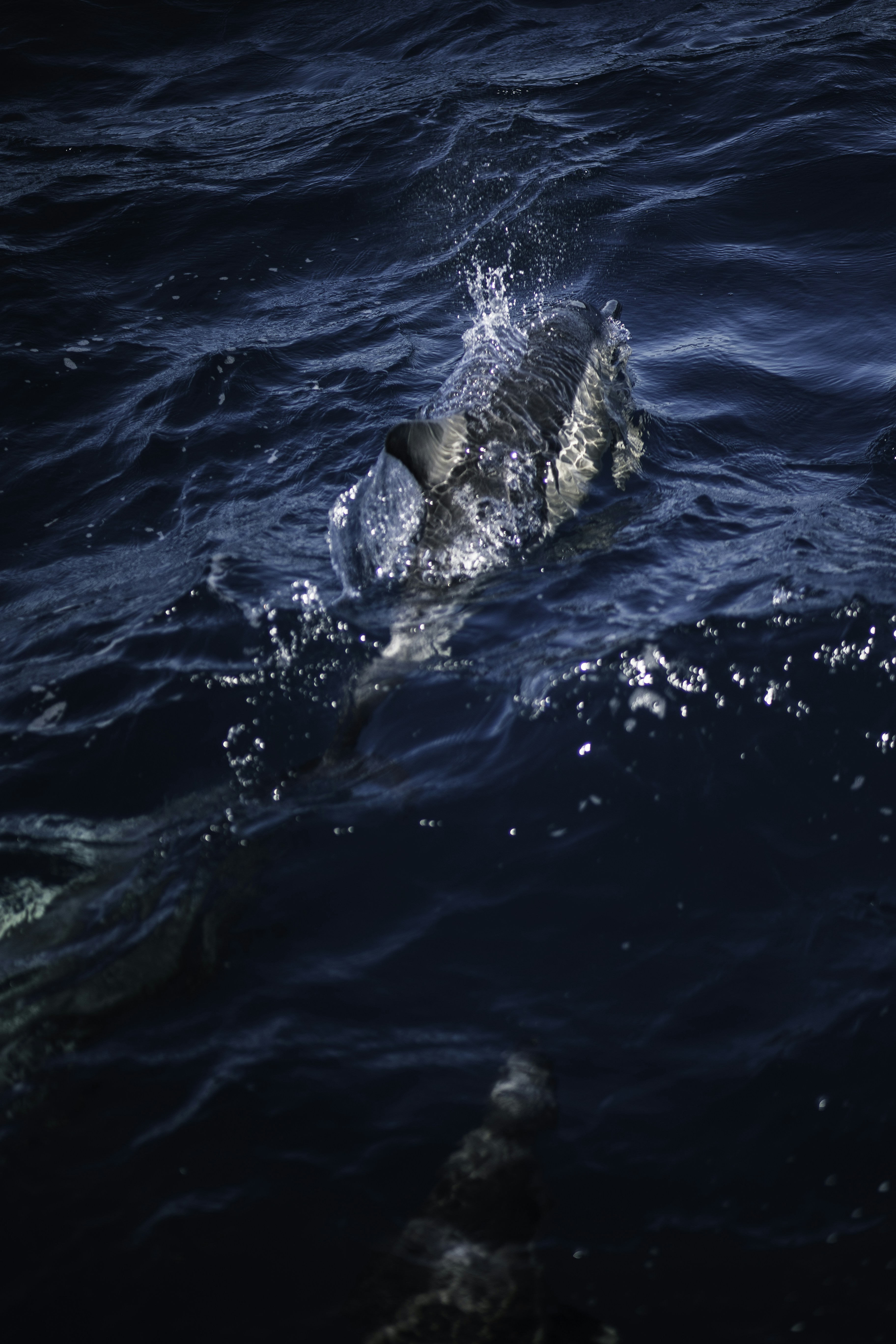 Photo by behindthetmuna