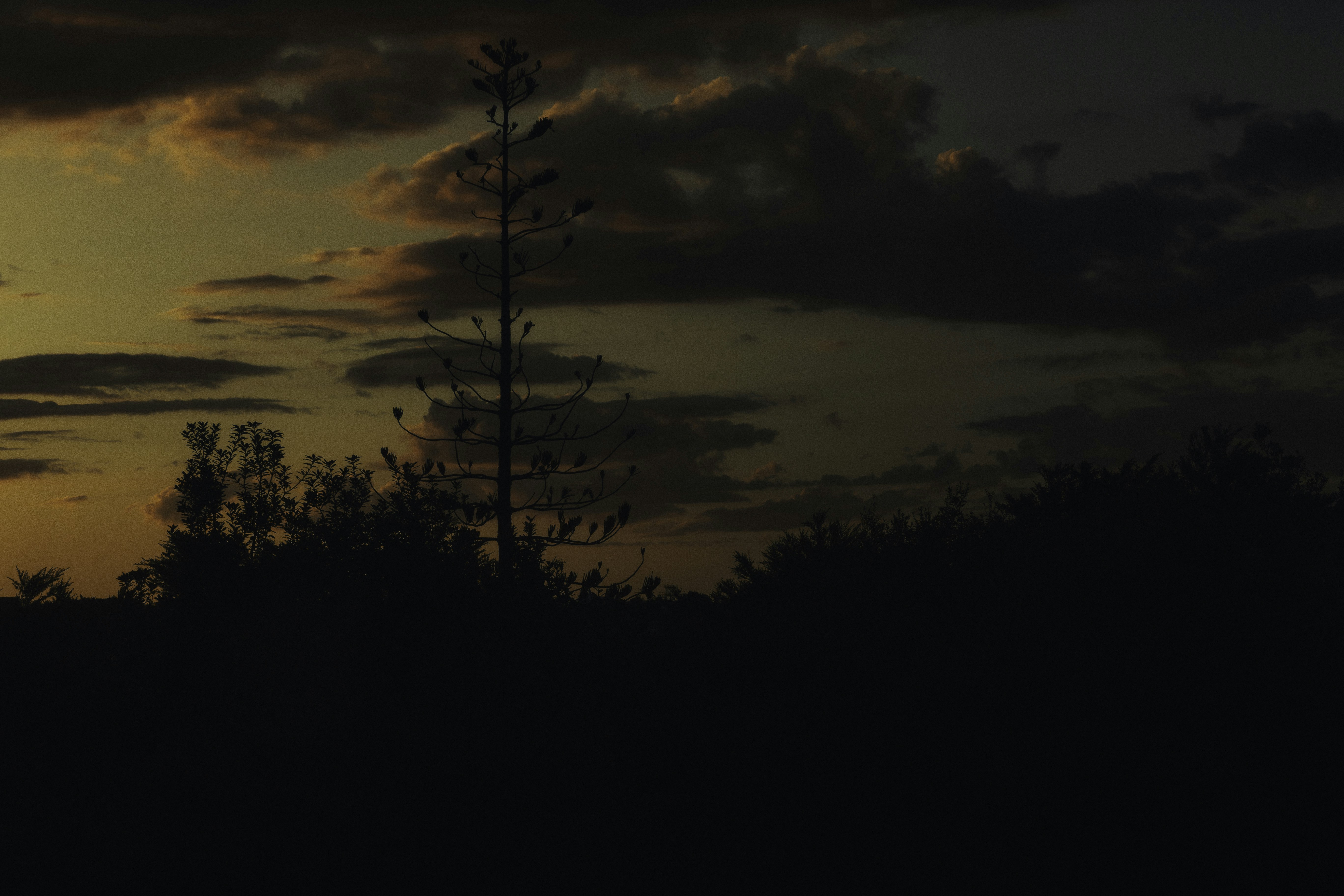 Photo by behindthetmuna