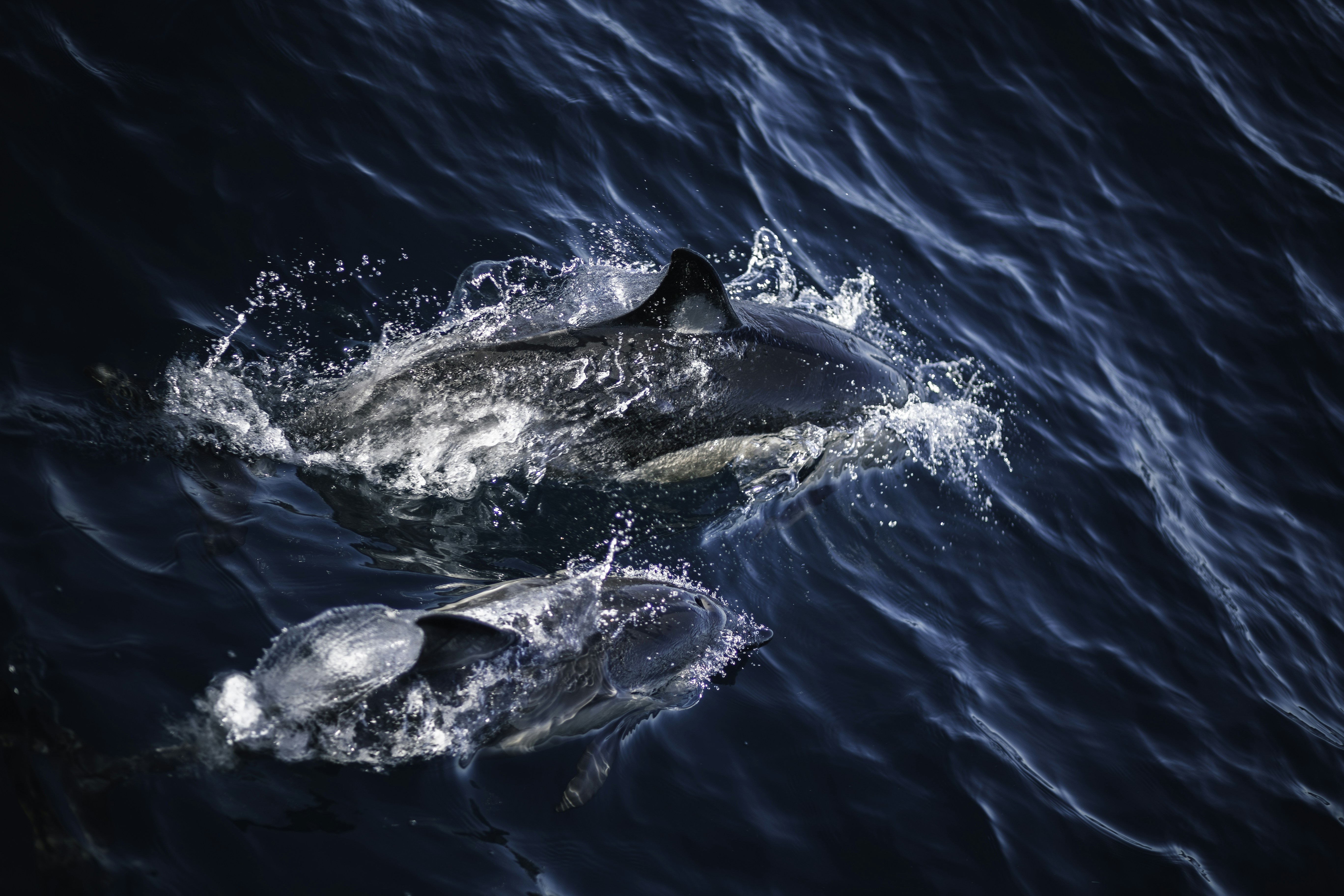 Photo by behindthetmuna