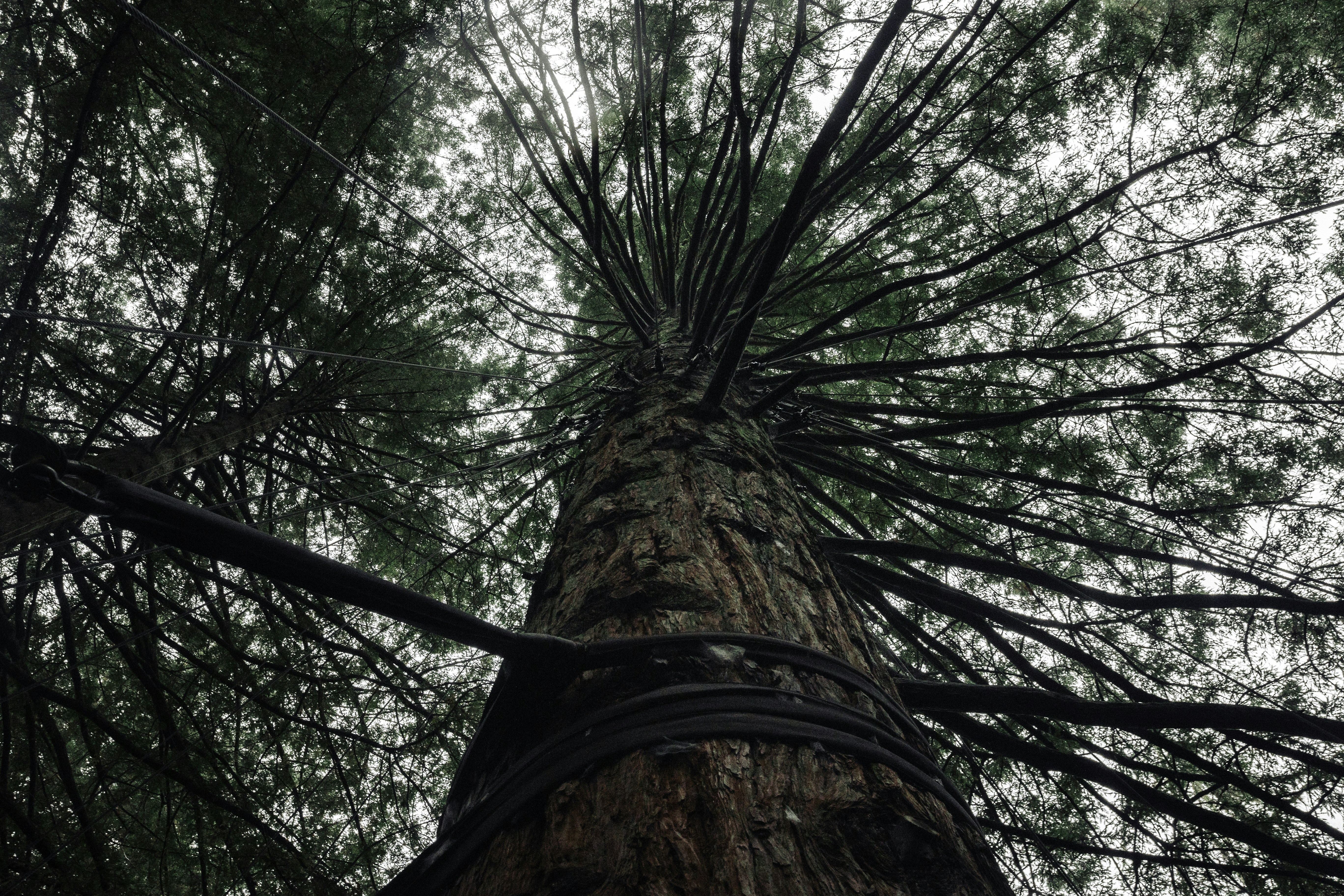 Photo by behindthetmuna