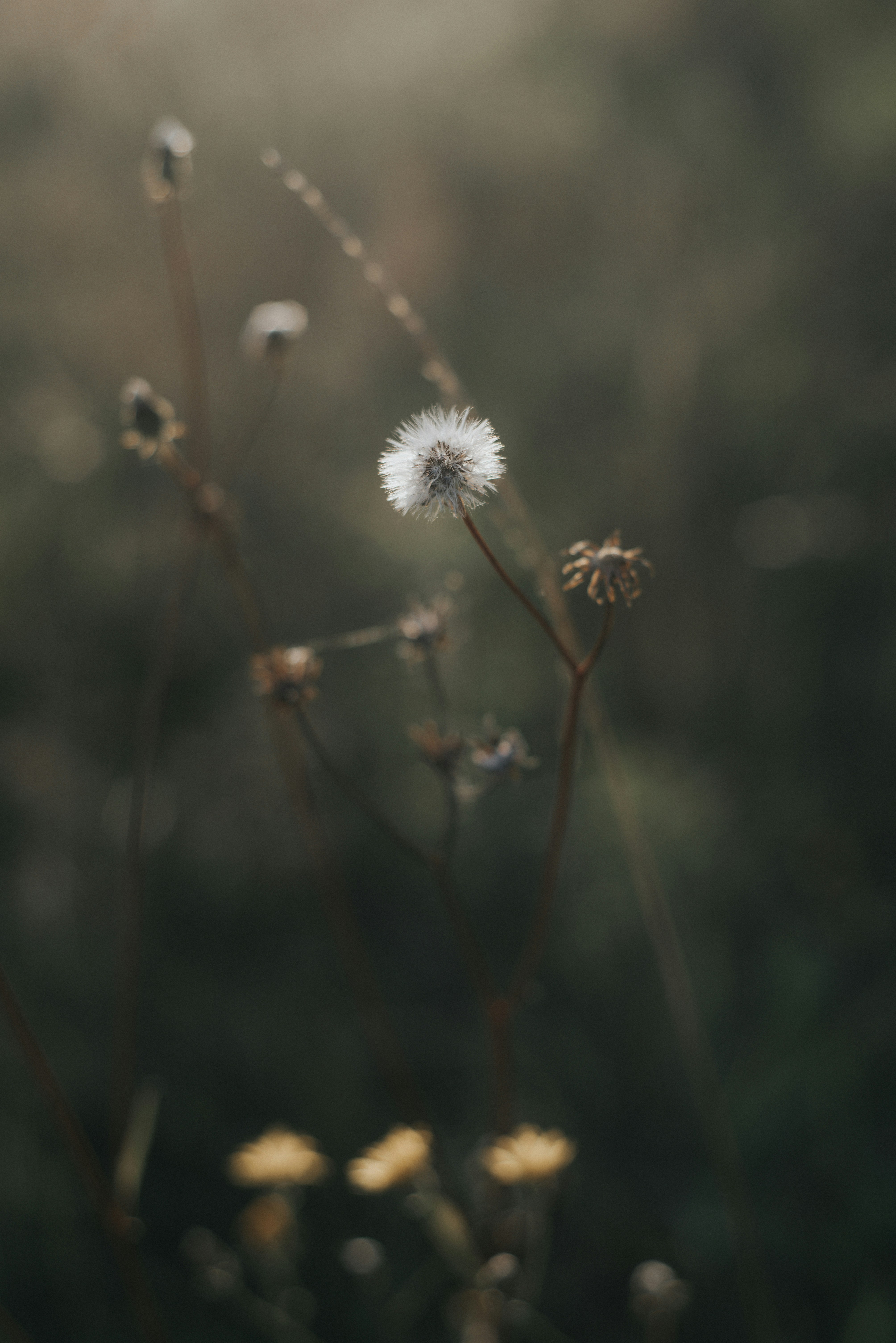 Photo by domowe_ustronie