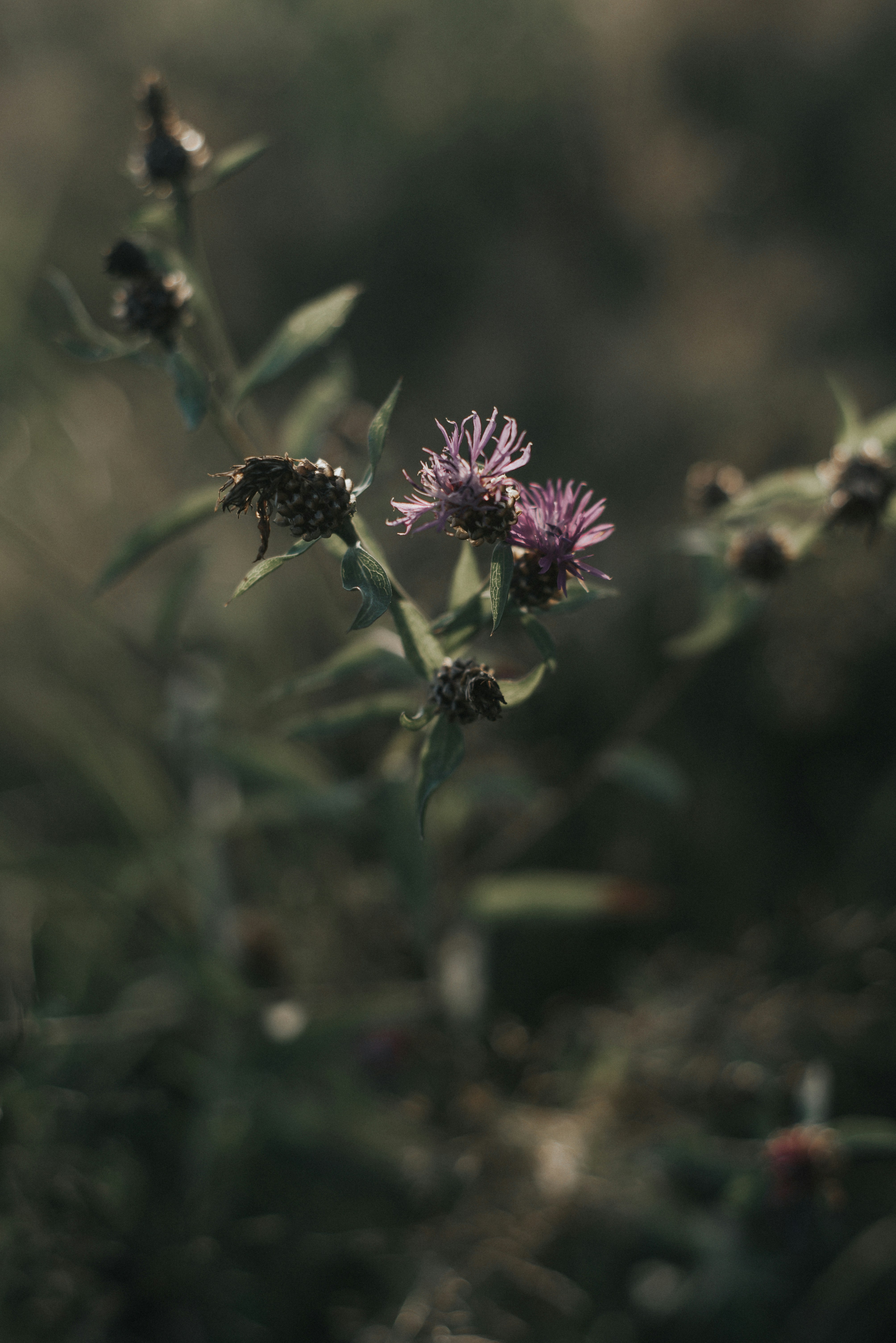 Photo by domowe_ustronie