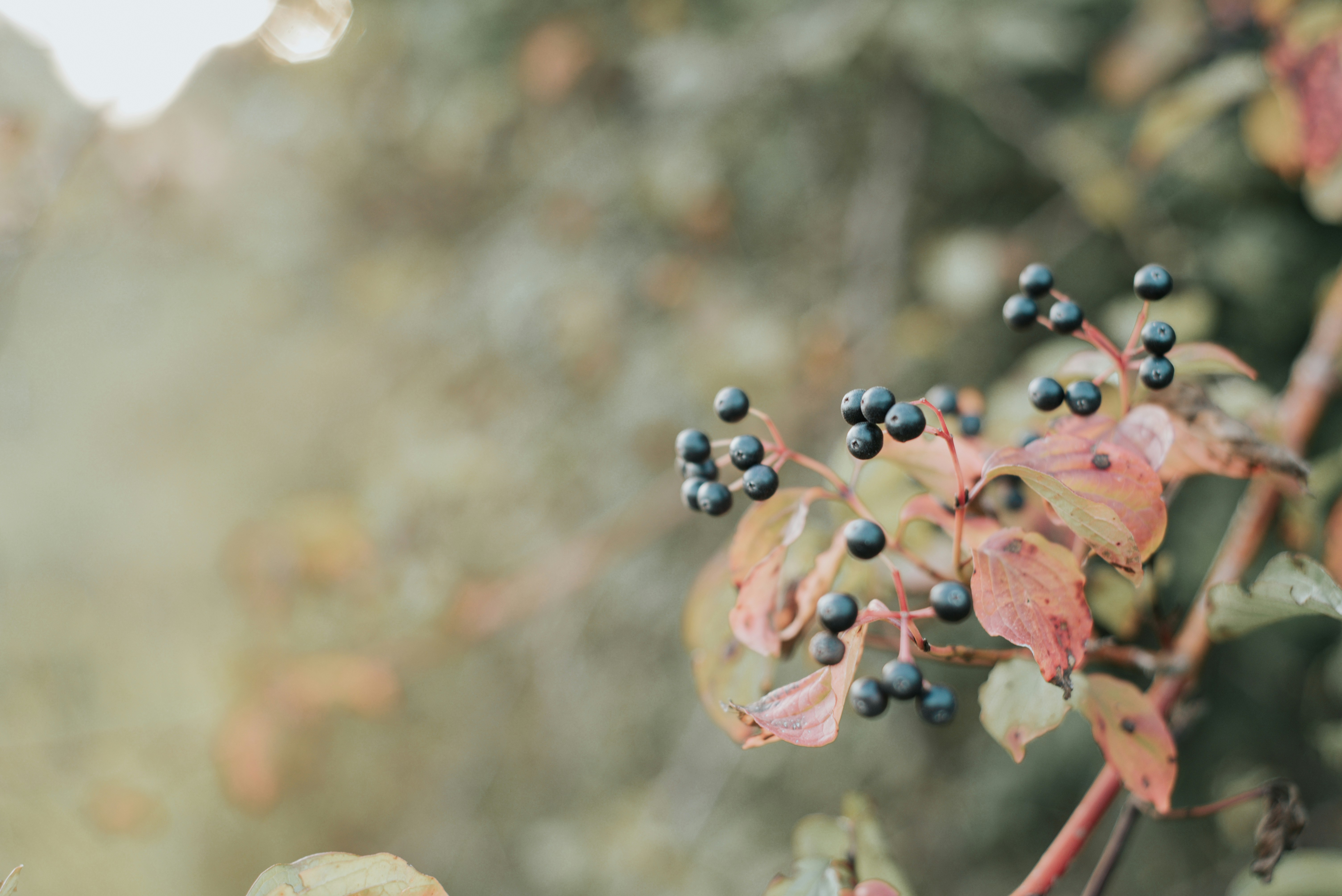 Photo by domowe_ustronie