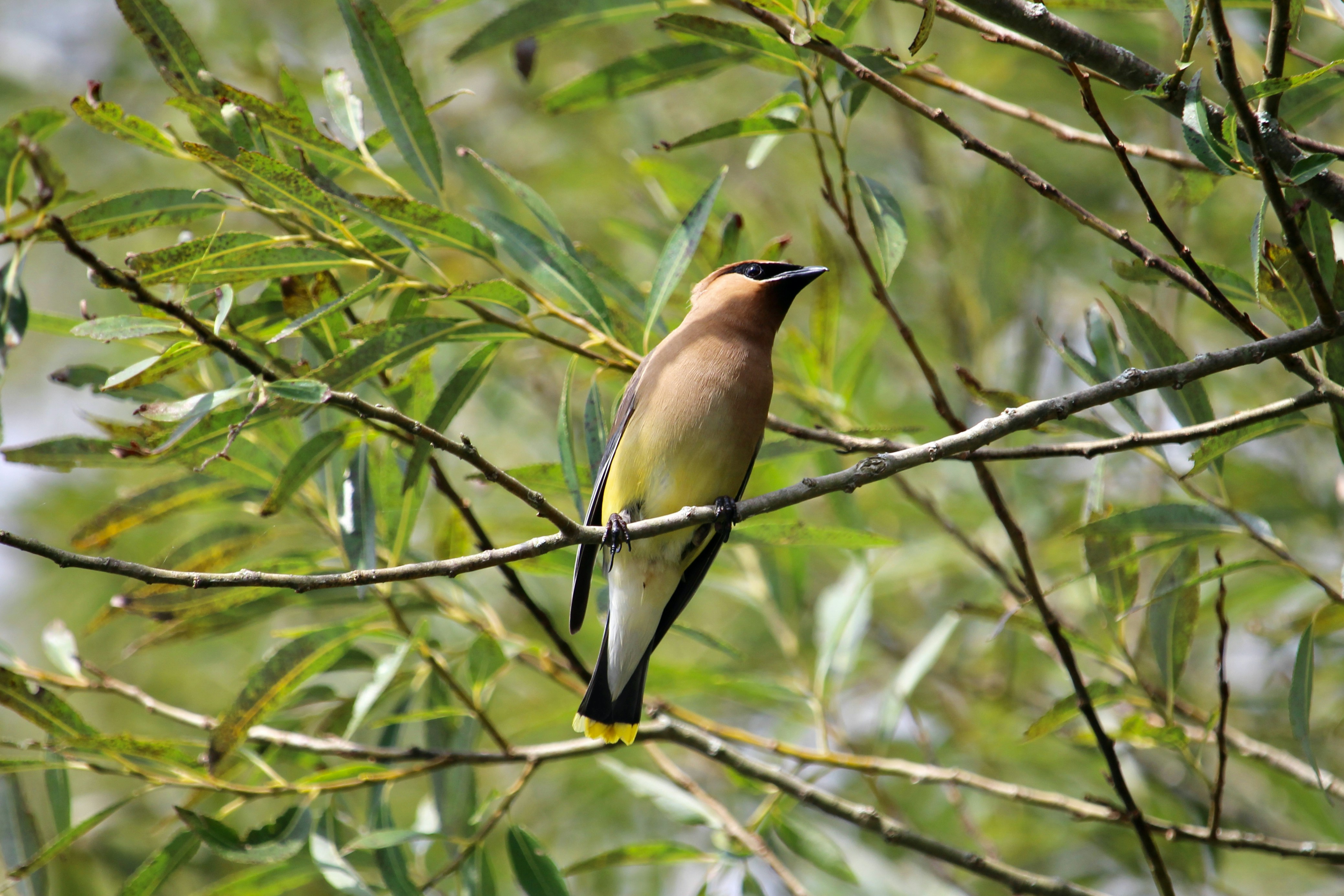 Photo by cecilemousist