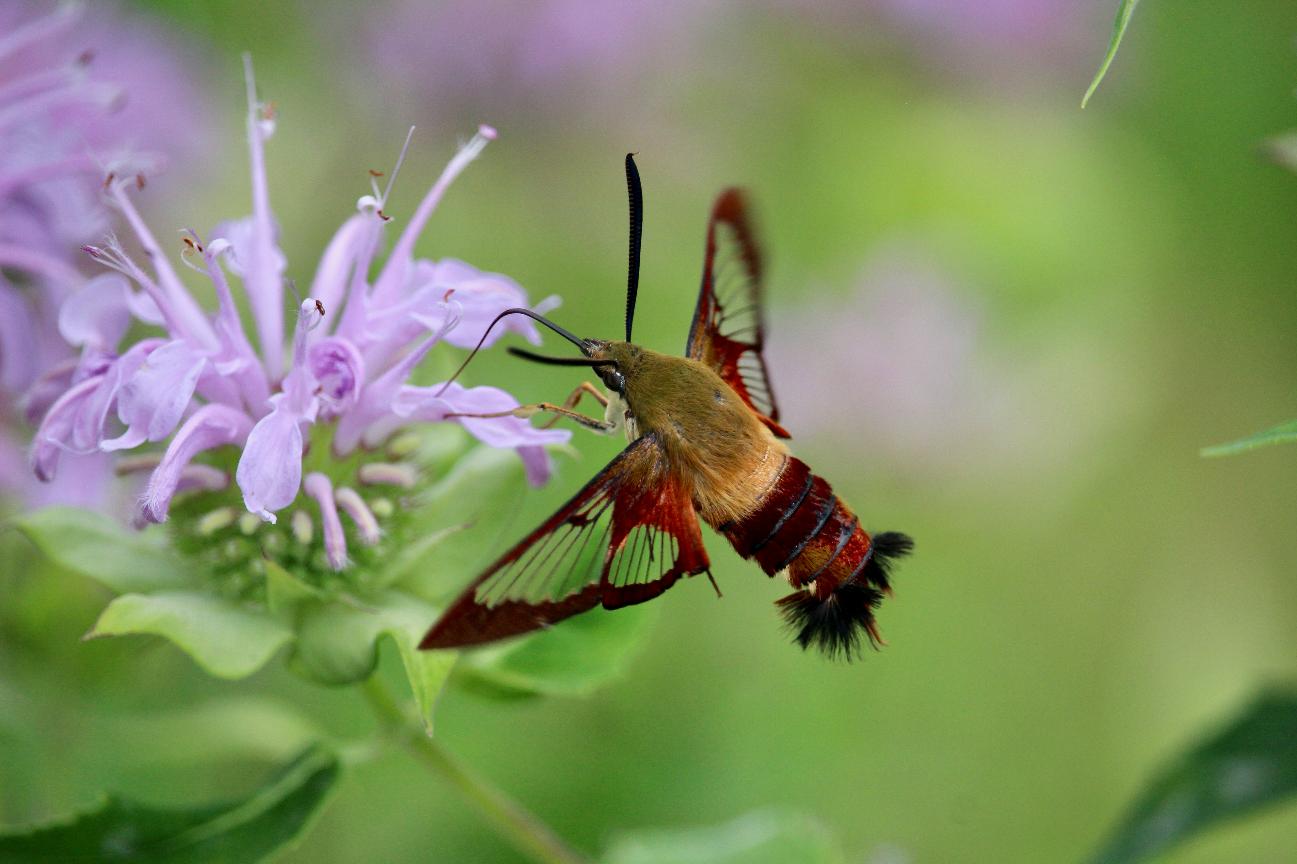 Photo by cecilemousist