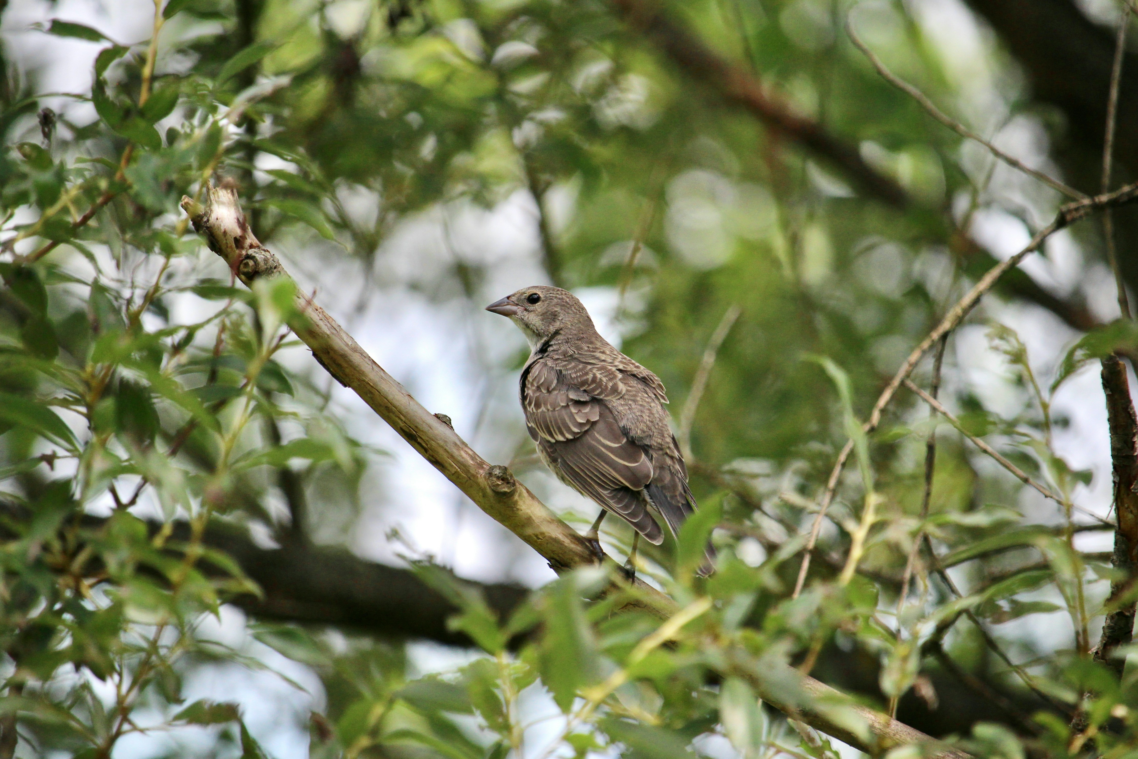 Photo by cecilemousist