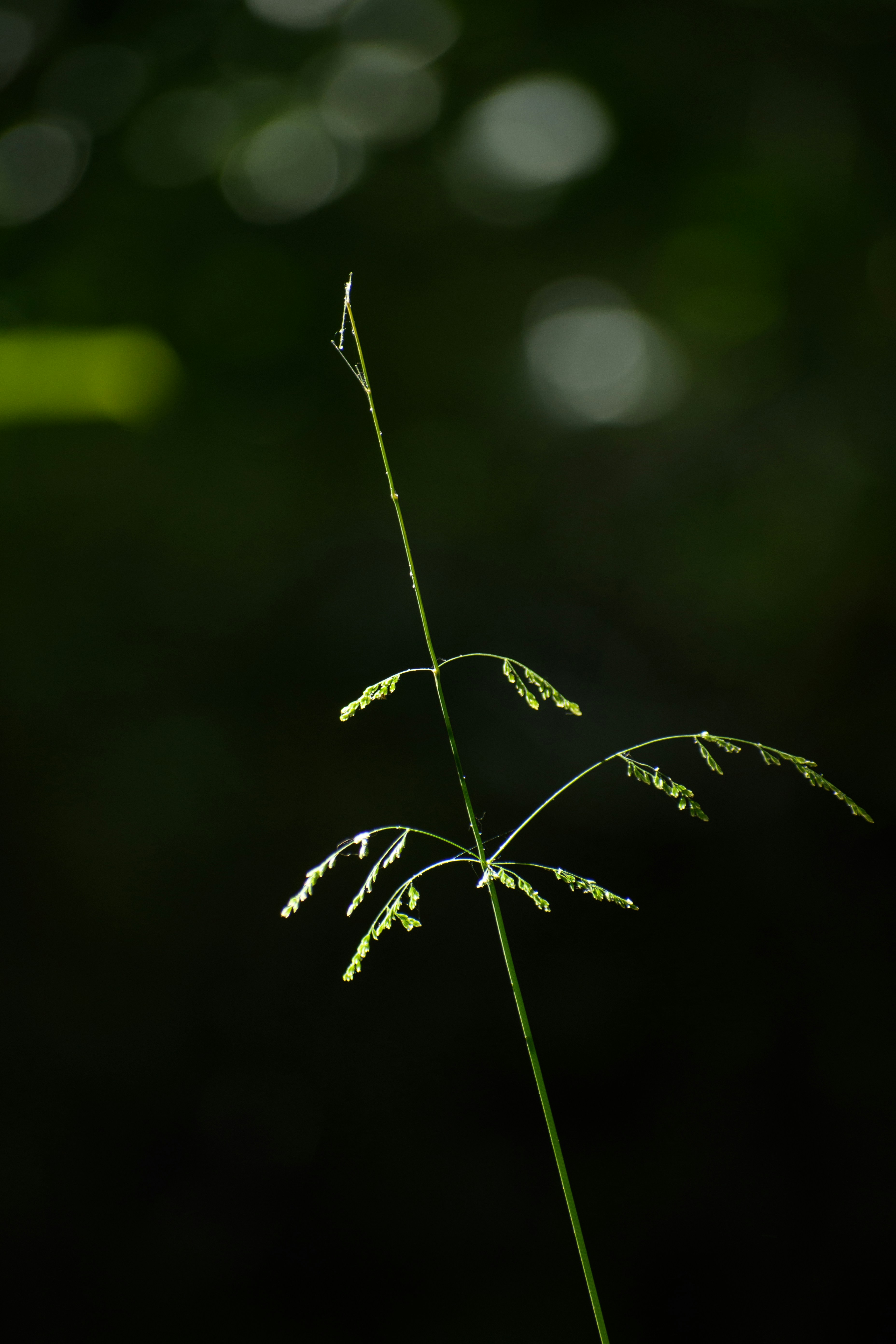 Photo by s_ahmadreza_p