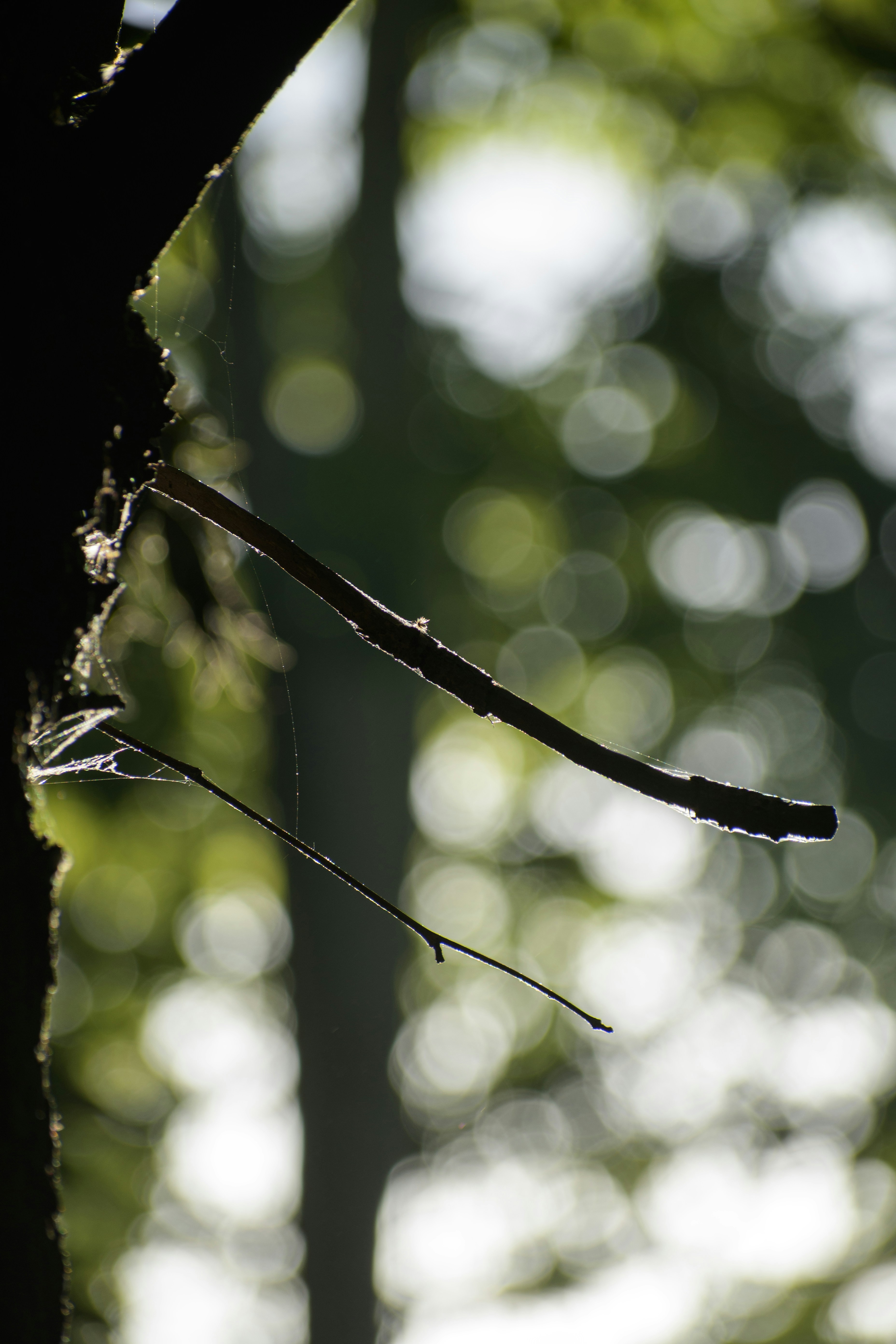 Photo by s_ahmadreza_p