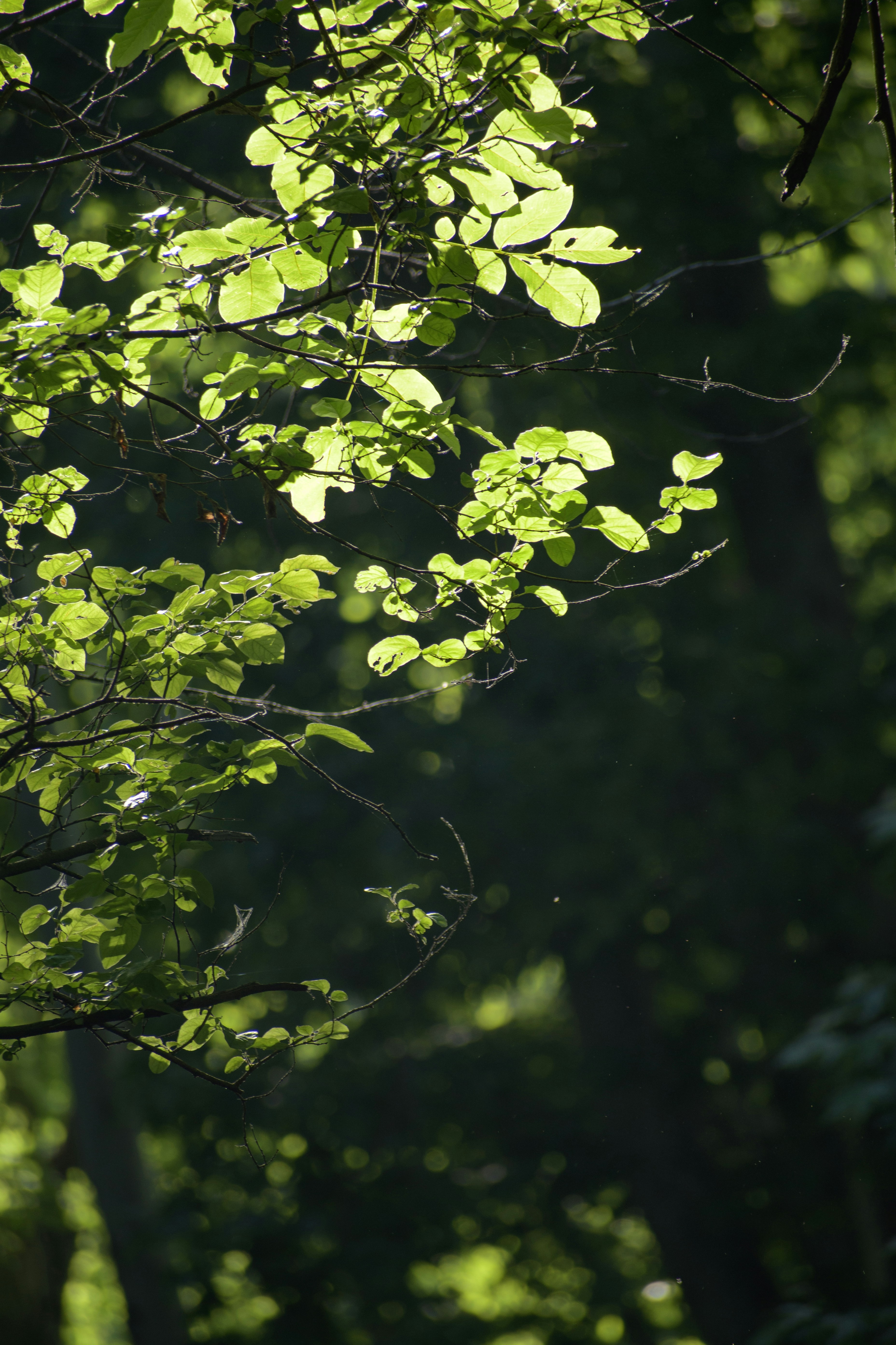 Photo by s_ahmadreza_p