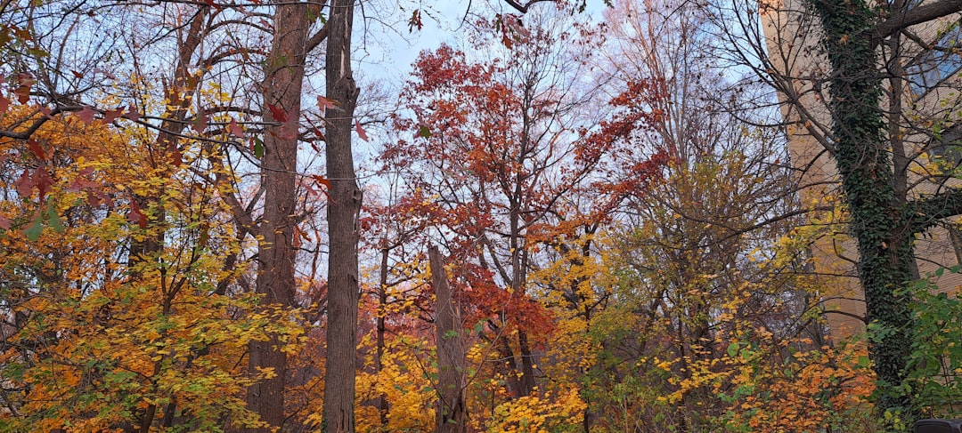 A forest filled with lots of trees covered in leaves,