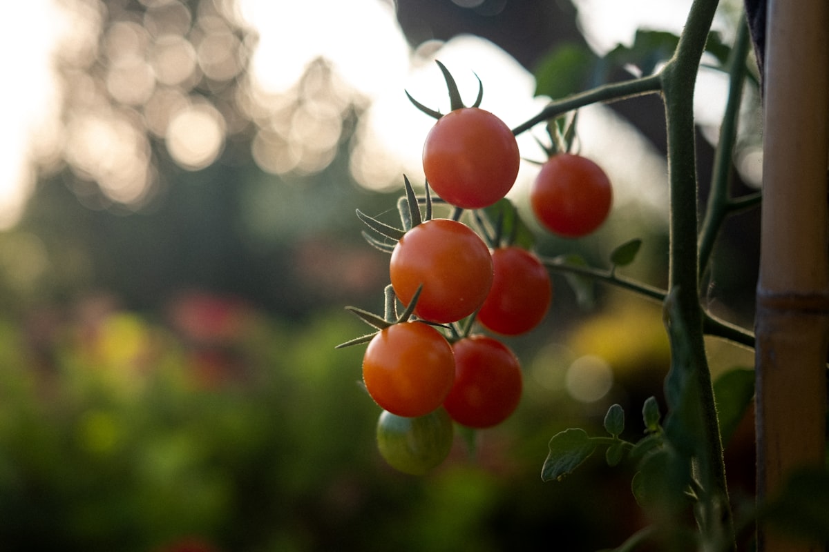 Mesa de Huerto Urbano Casera: Crea tu propio jardín en casa