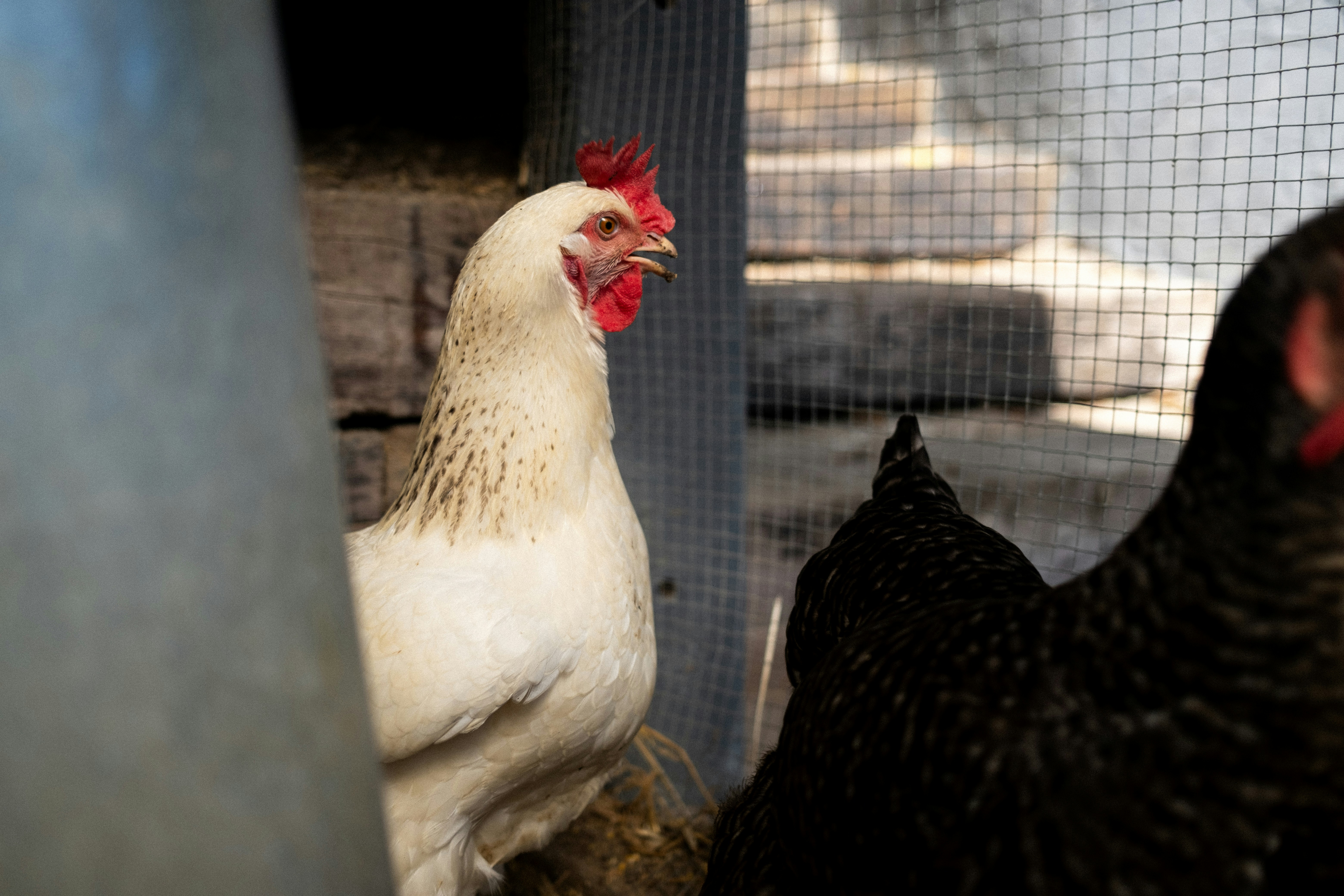 A group of chickens standing next to each other
