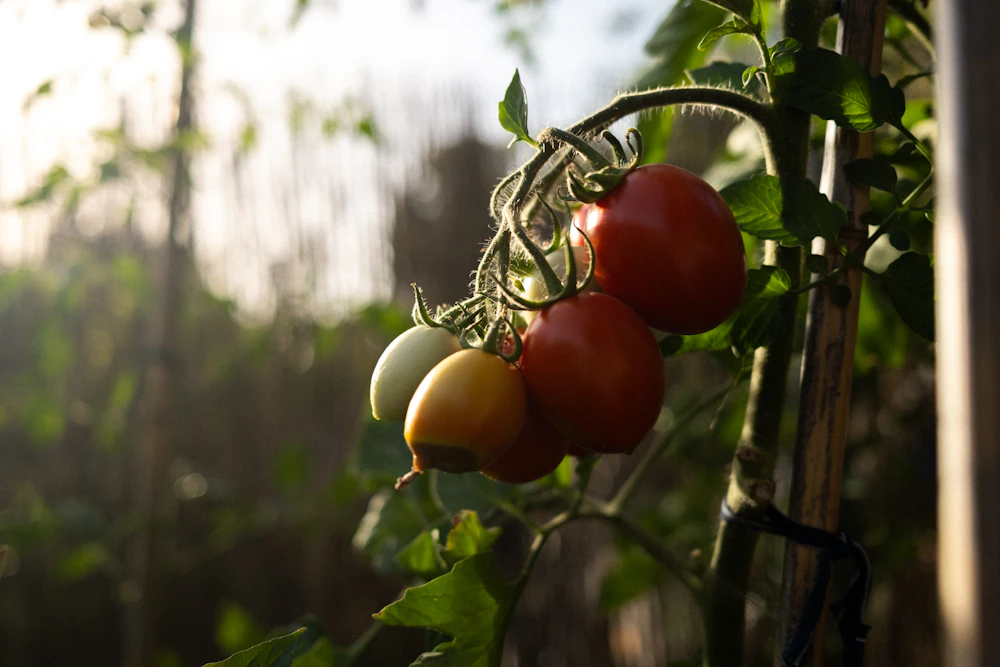 Tomatoes growing on a vine, representing their journey from the Americas