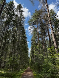 A dirt road in the middle of a forest