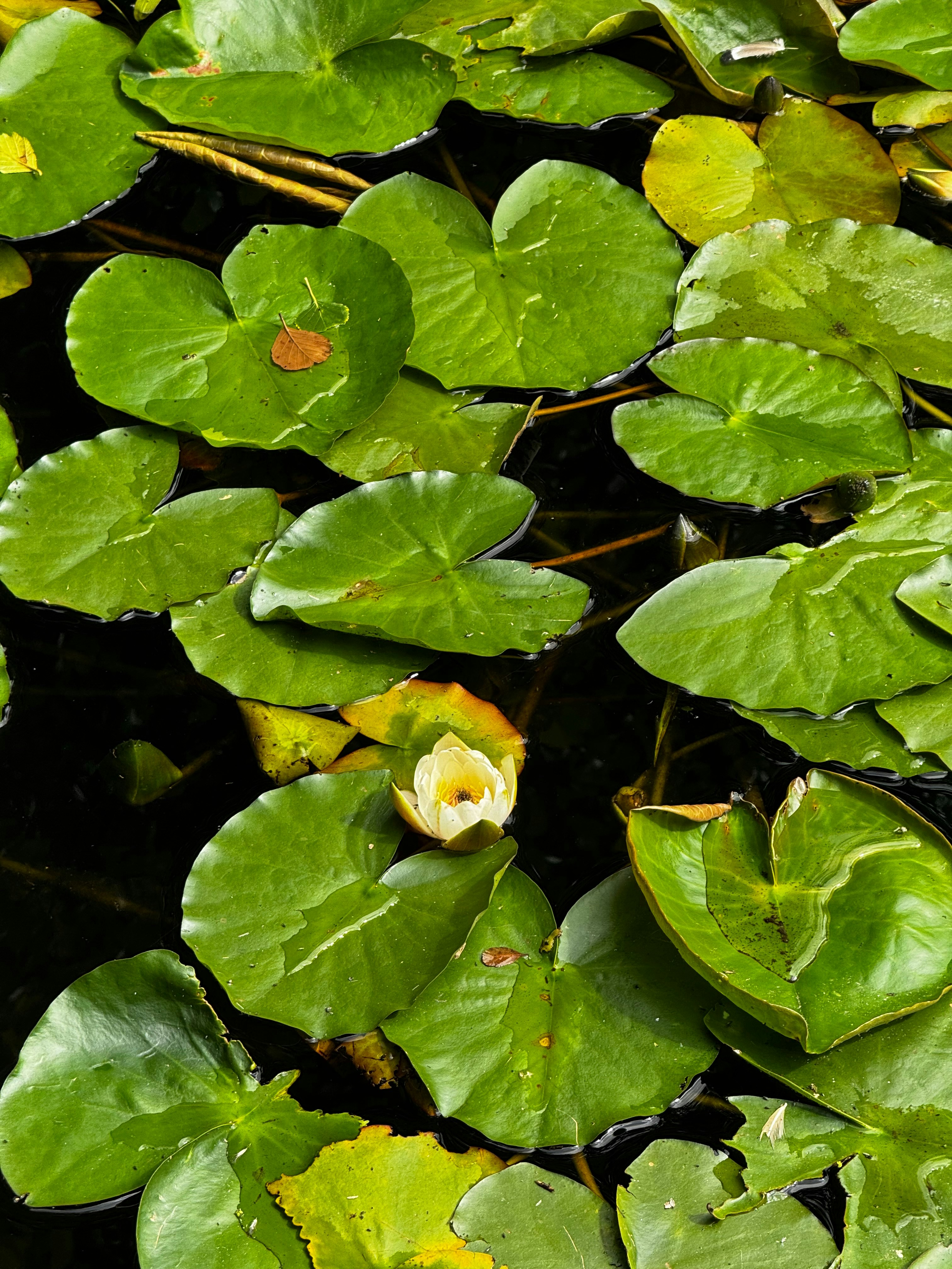 Photo by lostillusion