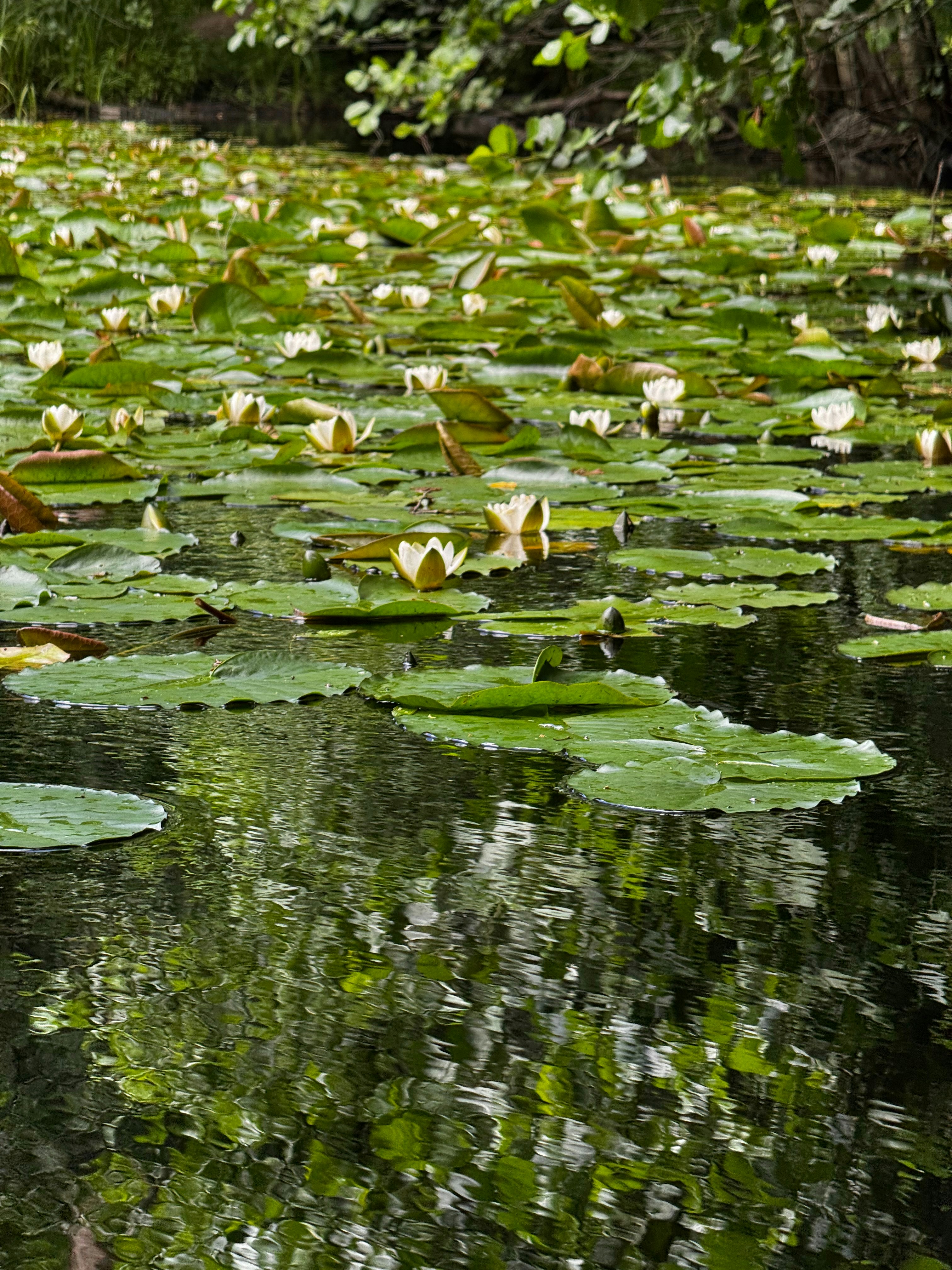 Photo by lostillusion