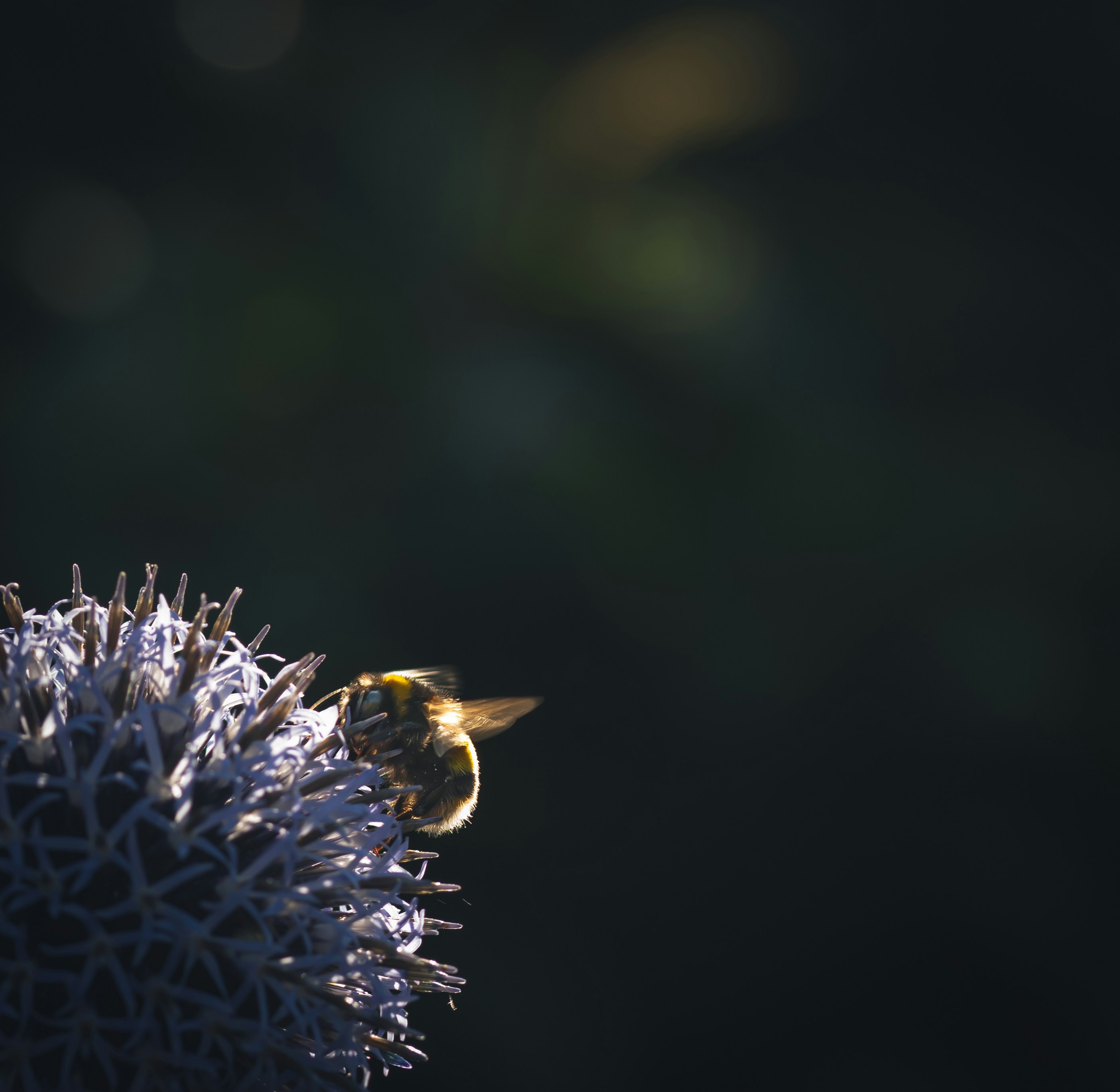 Photo by matt_captures_nature