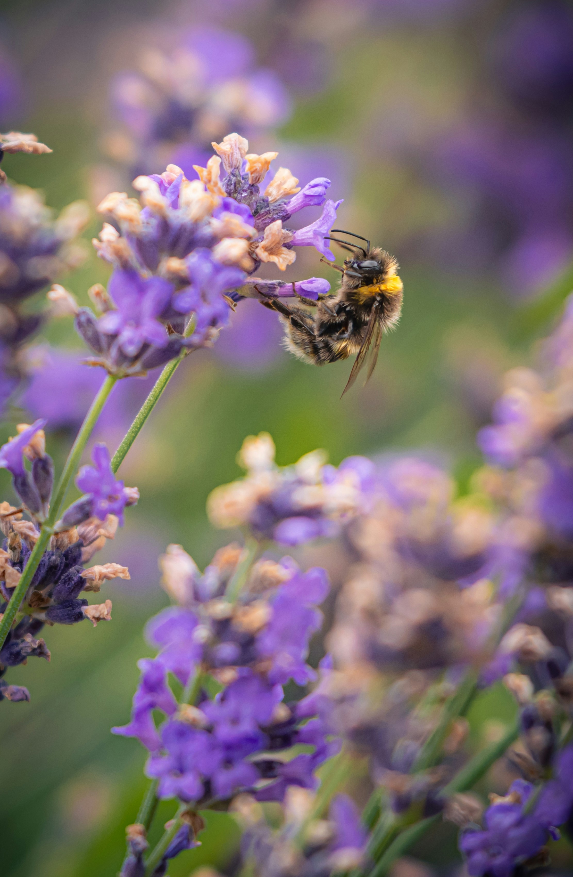 Photo by matt_captures_nature