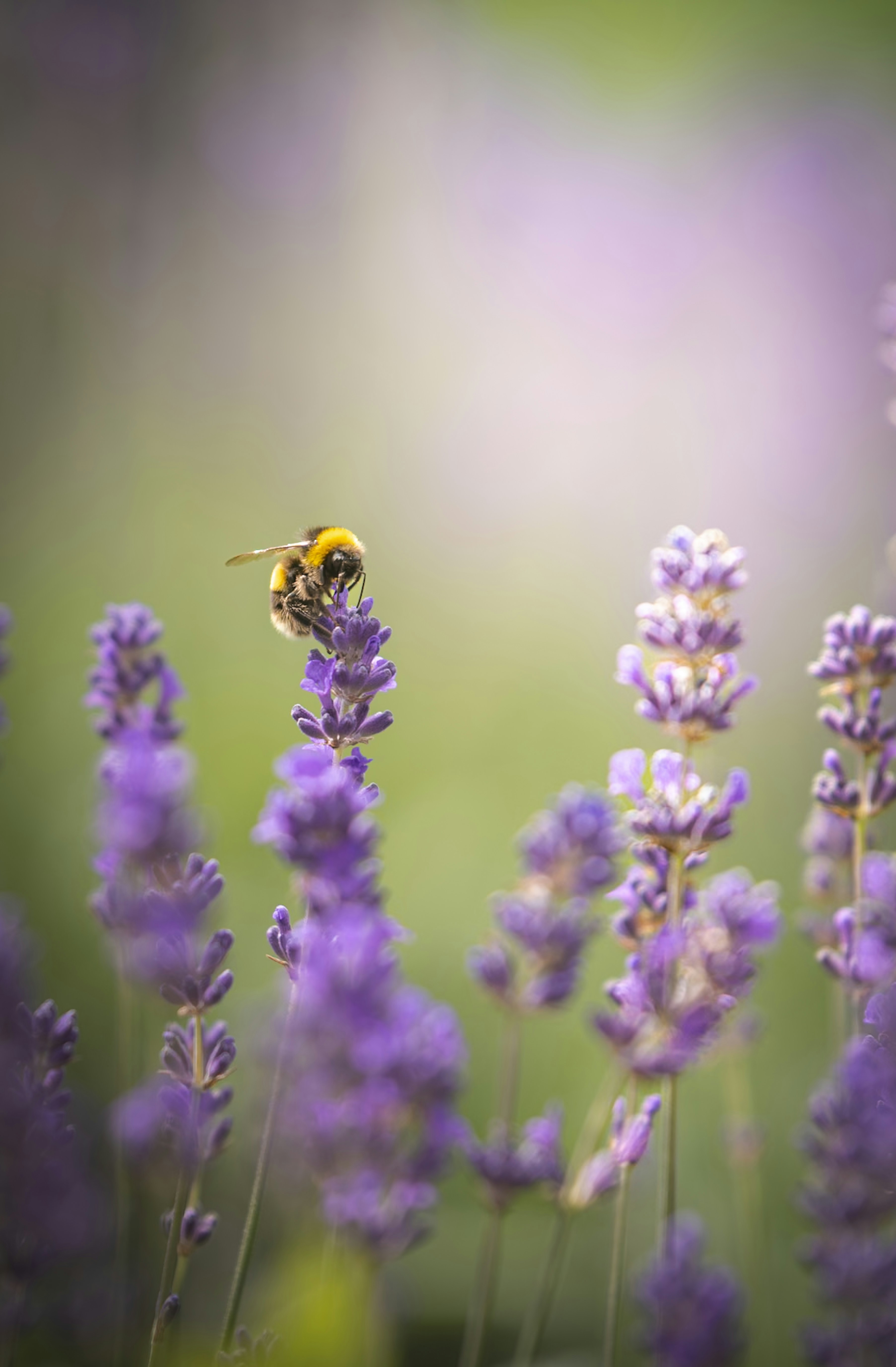 Photo by matt_captures_nature