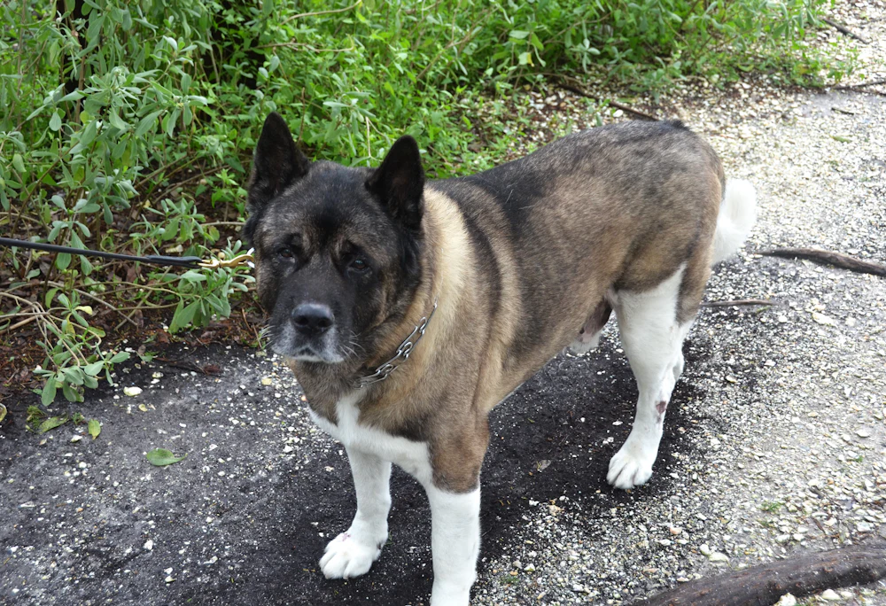 American Akita, photo 2