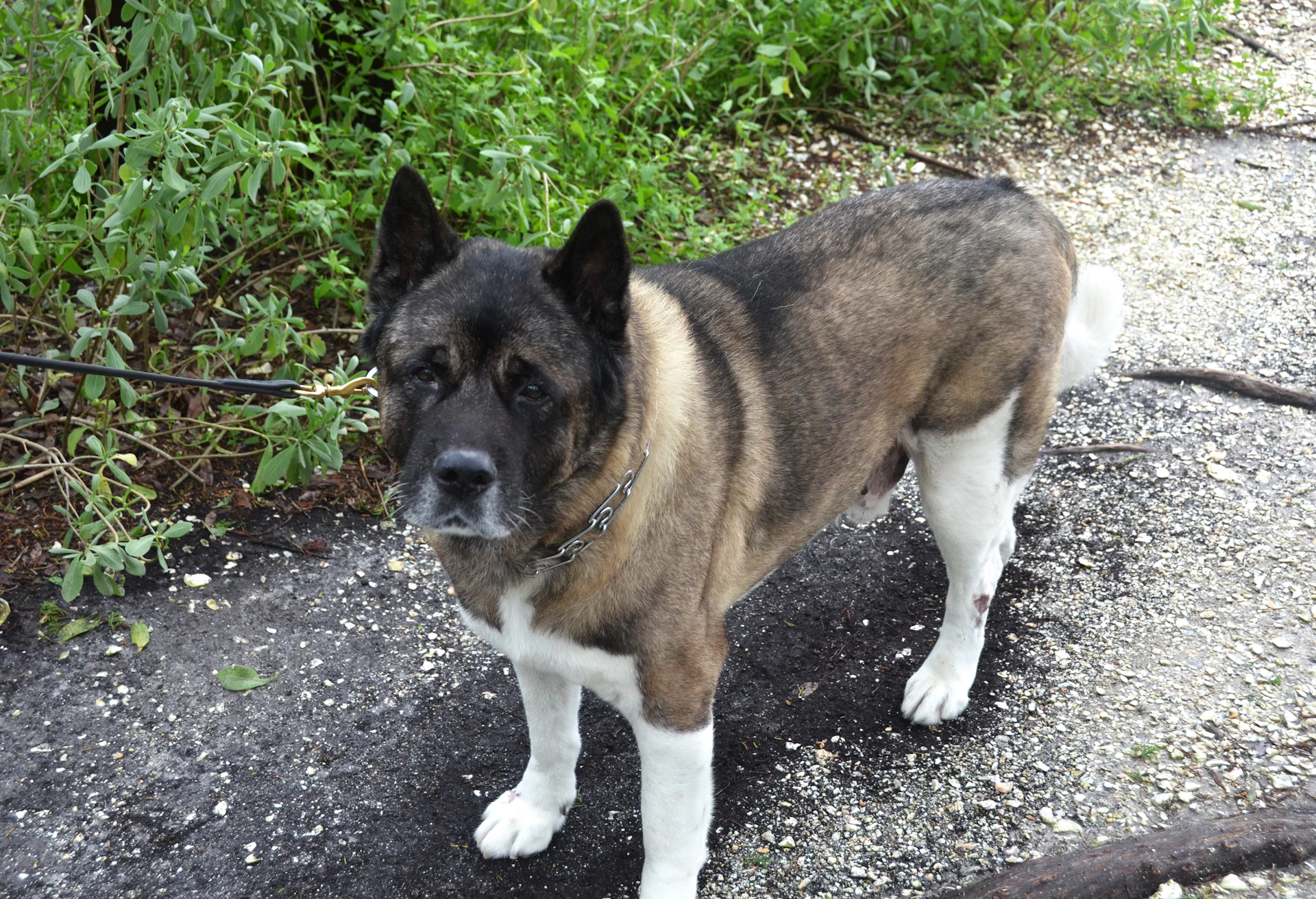 An American Akita