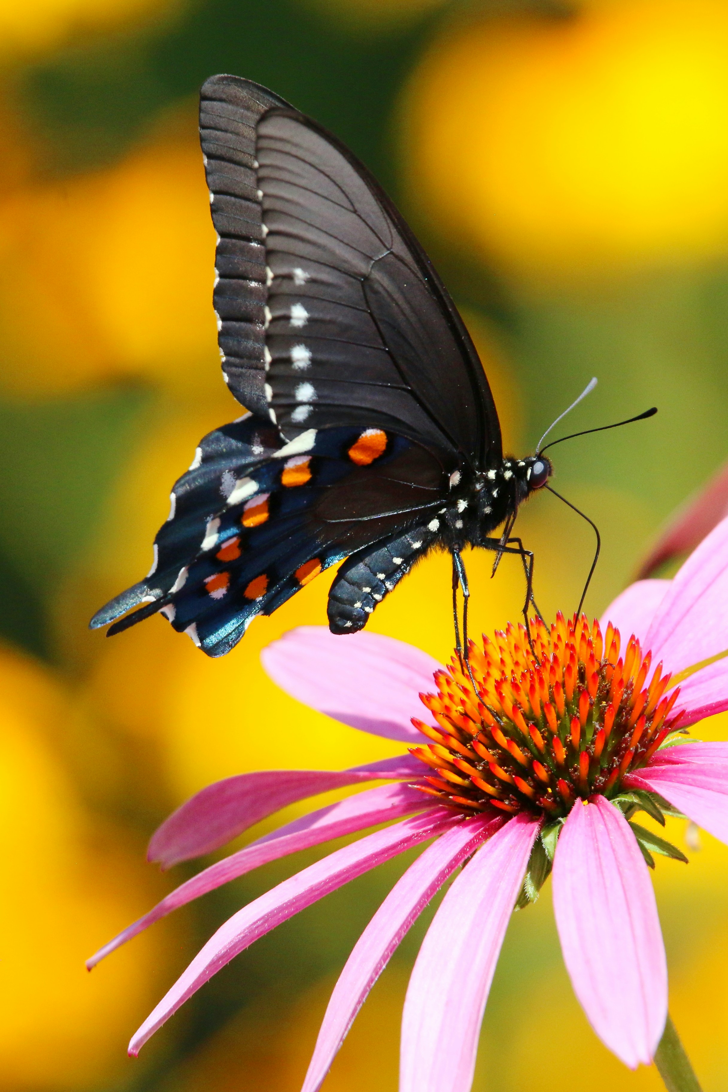 Photo by goldenplover31