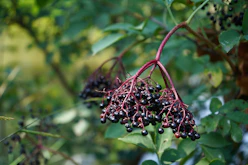 A bunch of elderberries hanging from a tree