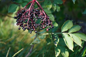 elderberries hanging from a tree
